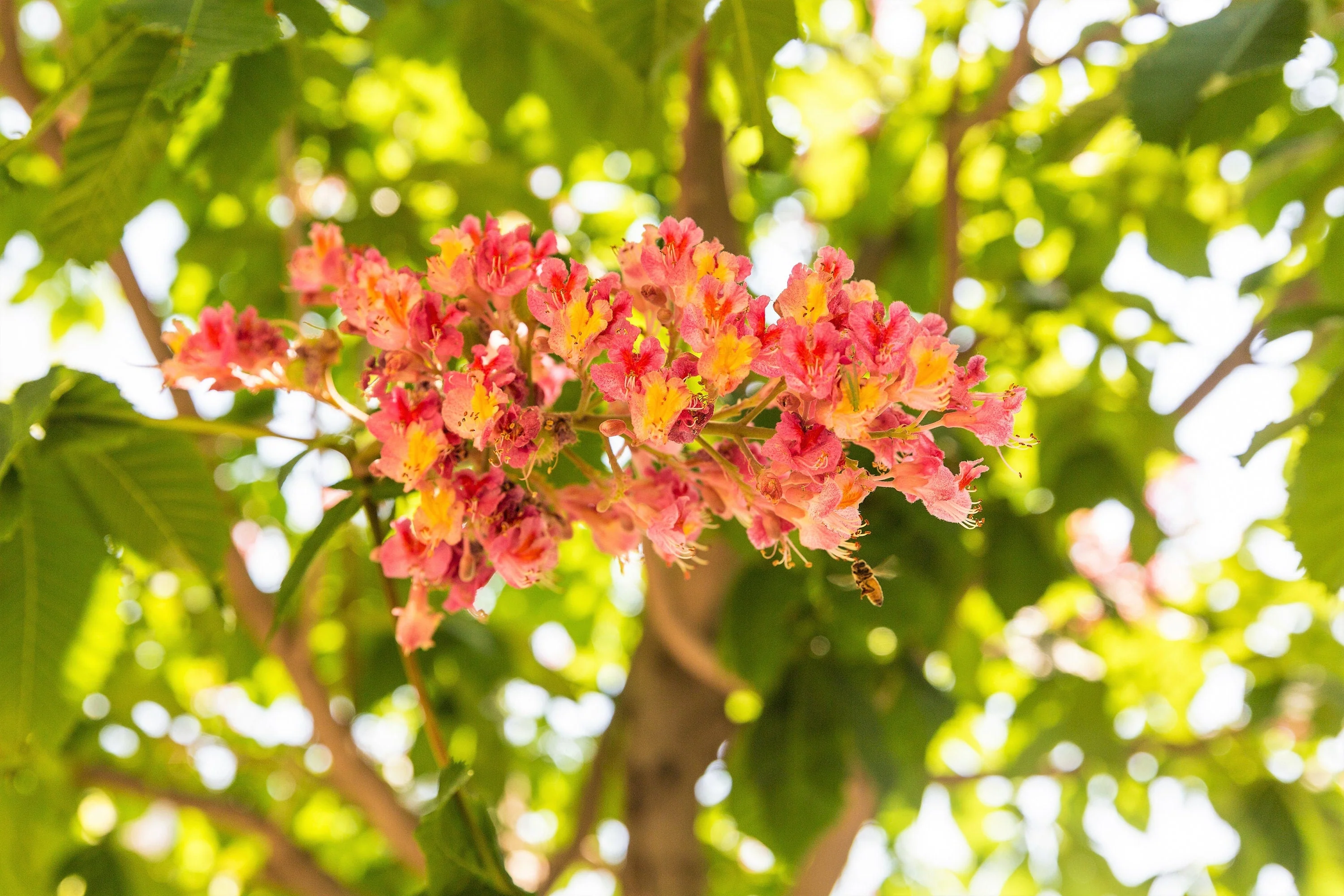 20 EAST INDIAN ALMOND Tree Terminalia Myriocarpa aka Hollock Yellow Peach Pink Flower Seeds - Image 4