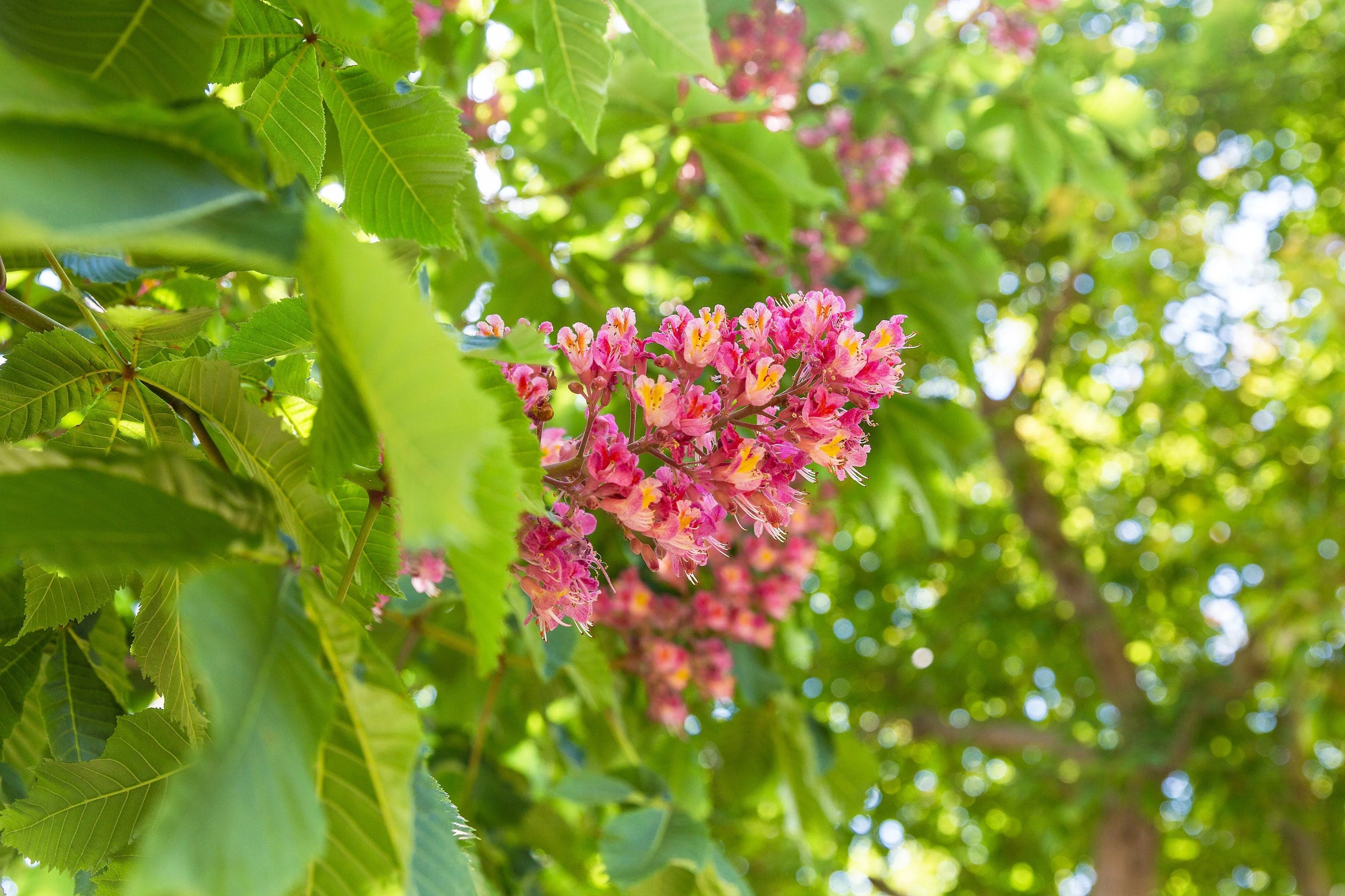 20 EAST INDIAN ALMOND Tree Terminalia Myriocarpa aka Hollock Yellow Peach Pink Flower Seeds - Image 5