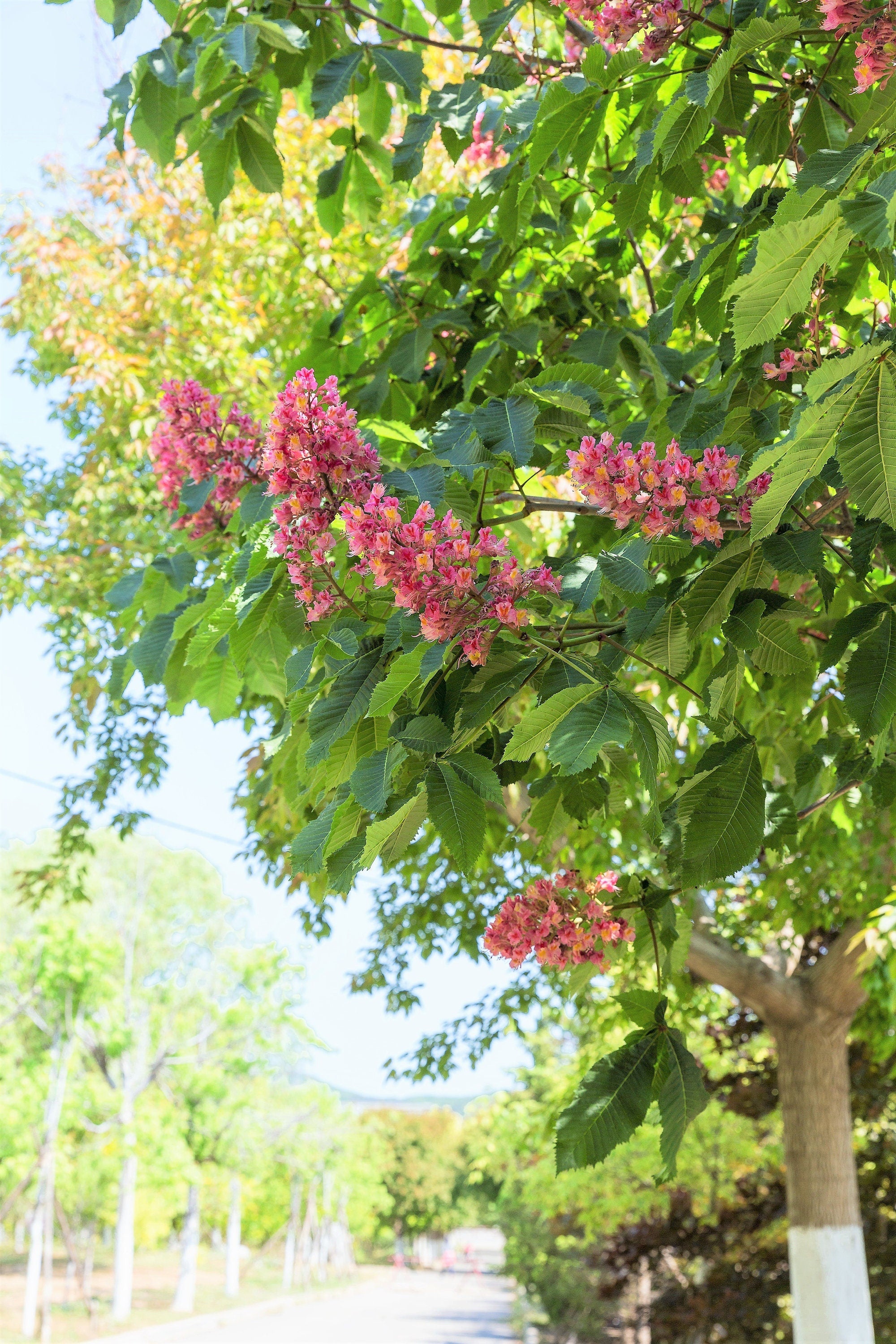 20 EAST INDIAN ALMOND Tree Terminalia Myriocarpa aka Hollock Yellow Peach Pink Flower Seeds - Image 6