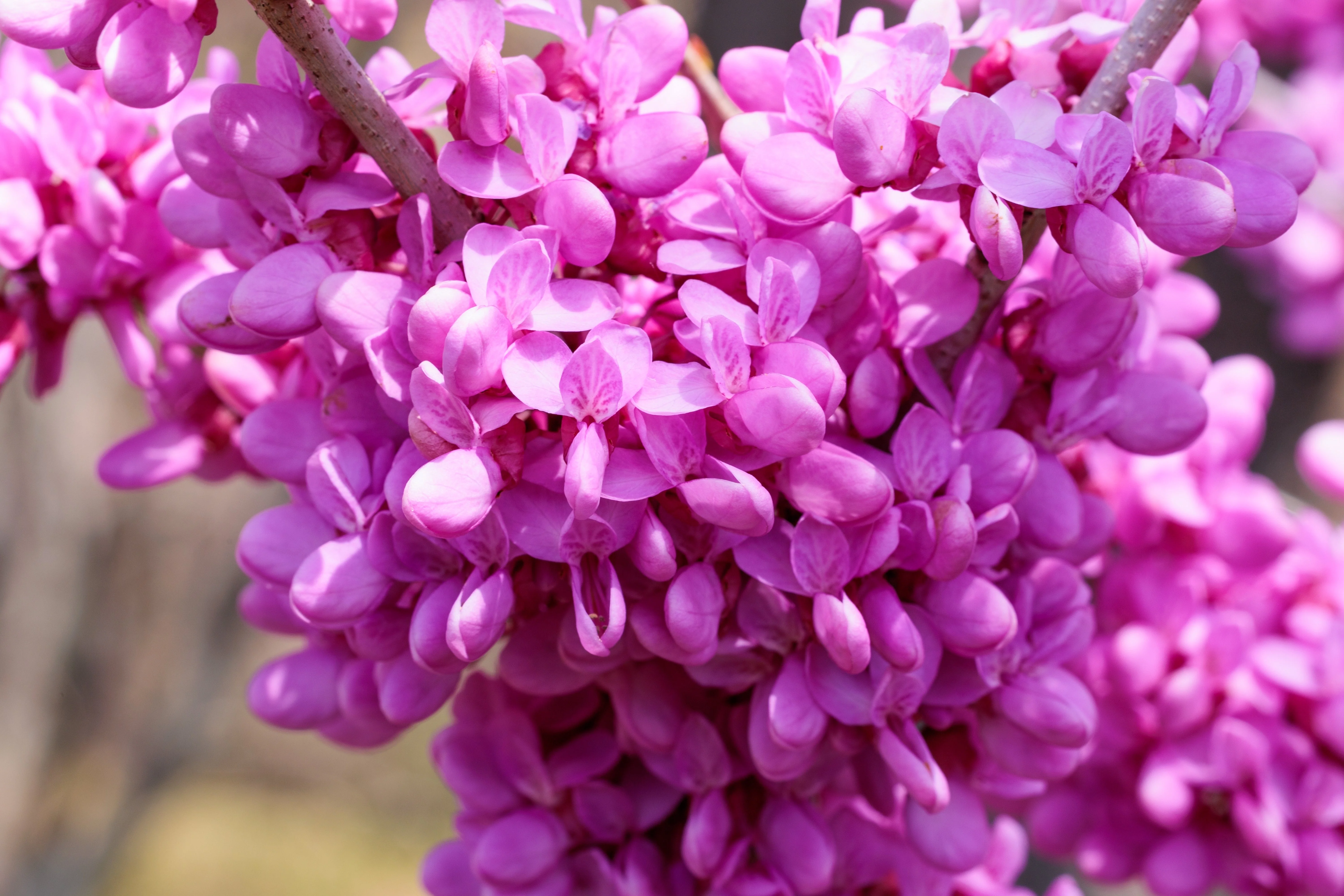 20 Eastern REDBUD TREE Cercis Canadensis Pink Flowering Native Tree Seeds - Image 10
