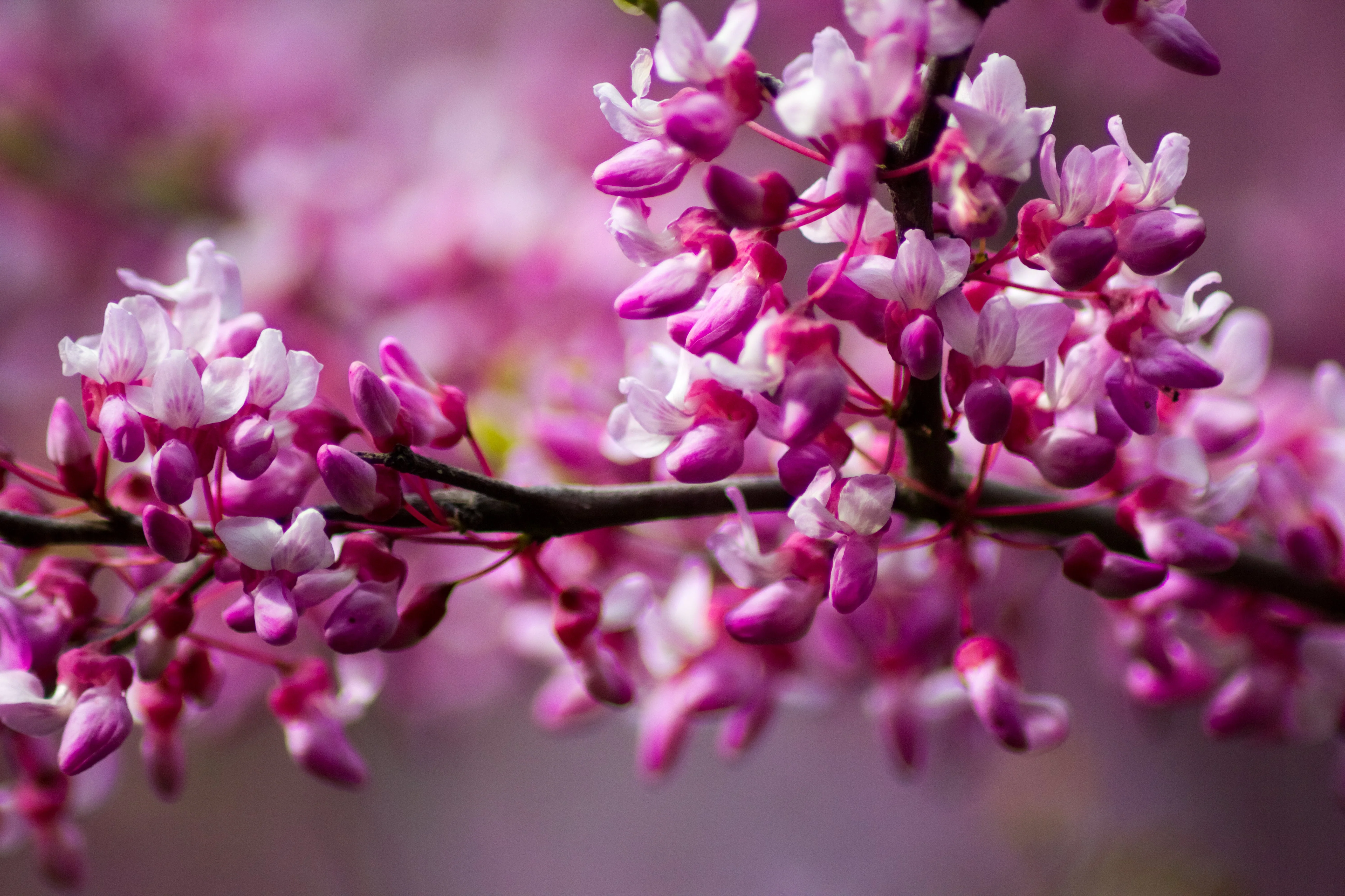 20 Eastern REDBUD TREE Cercis Canadensis Pink Flowering Native Tree Seeds - Image 12