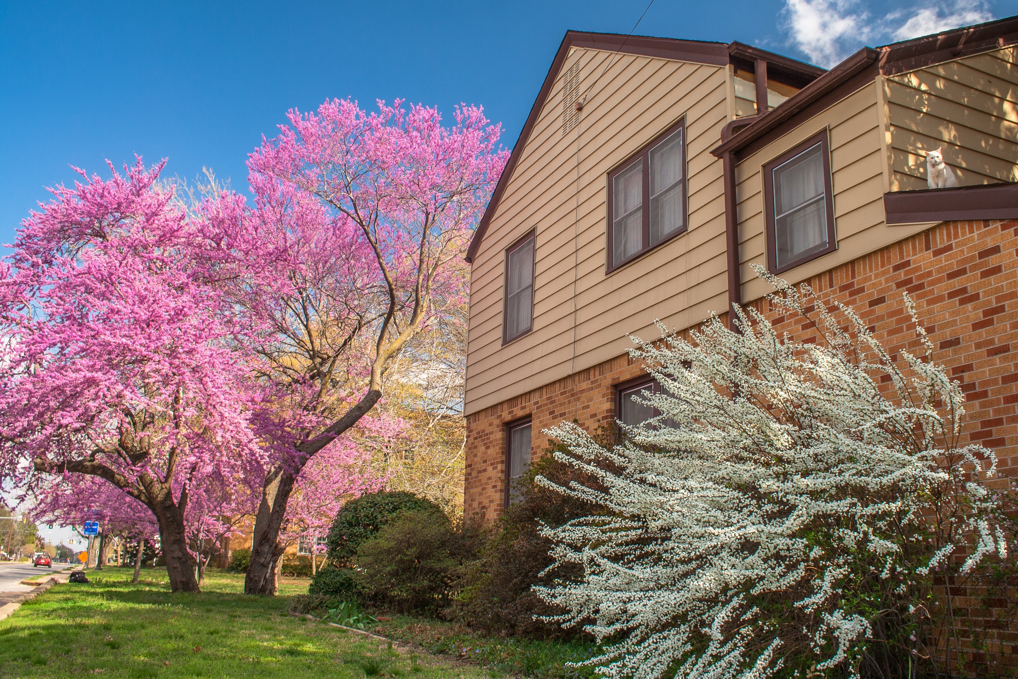 20 Eastern REDBUD TREE Cercis Canadensis Pink Flowering Native Tree Seeds - Image 13
