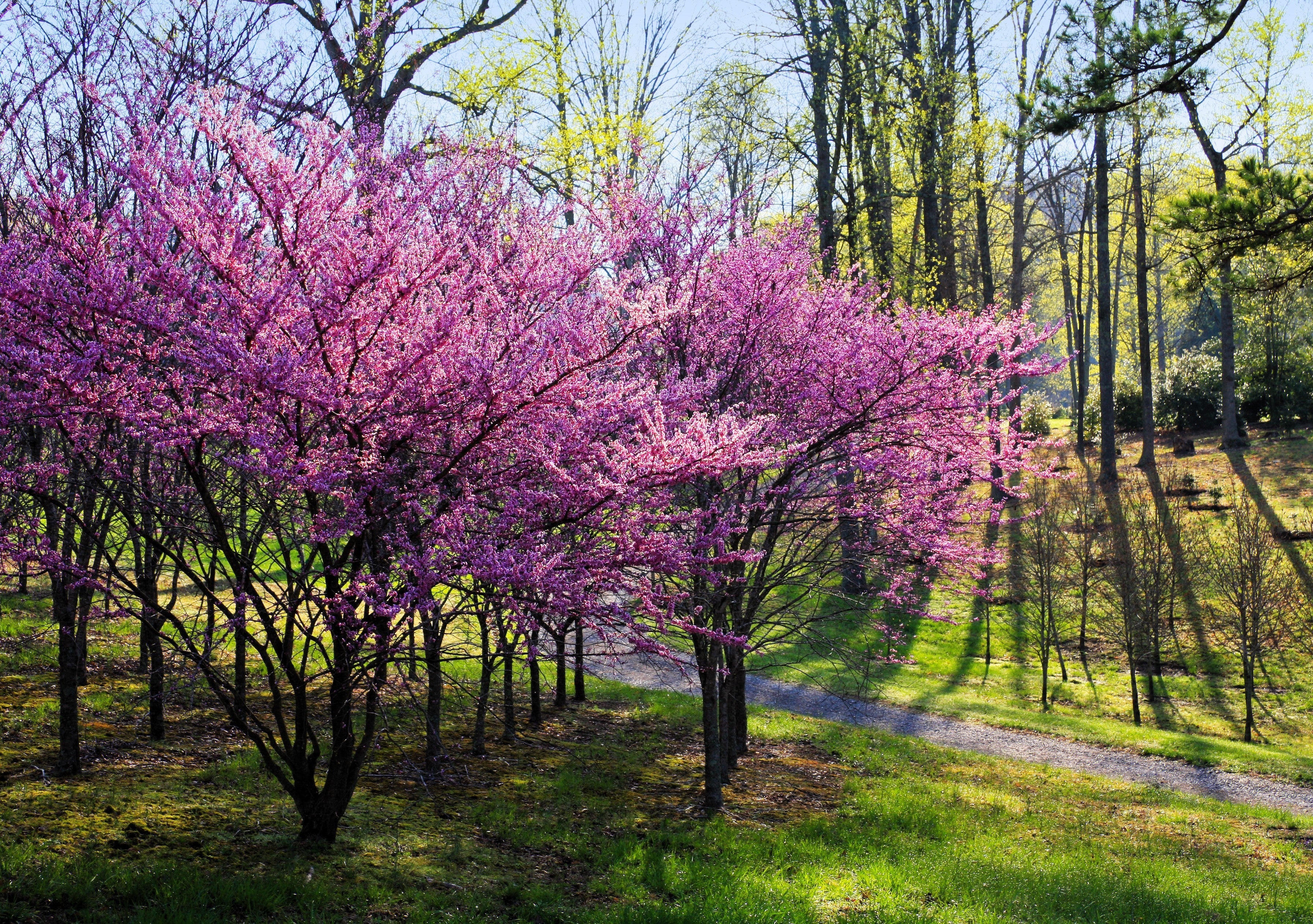 20 Eastern REDBUD TREE Cercis Canadensis Pink Flowering Native Tree Seeds - Image 2