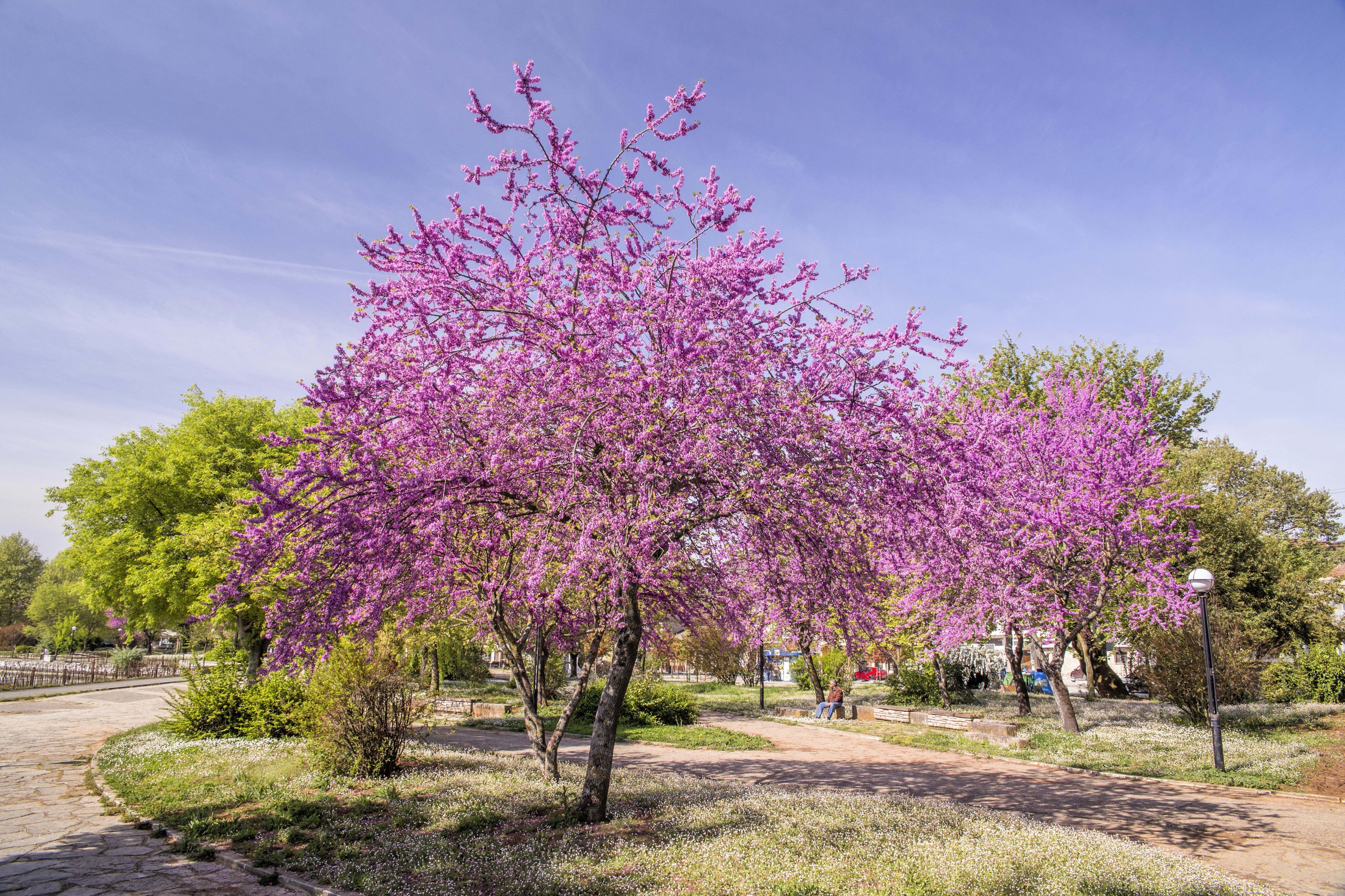 20 Eastern REDBUD TREE Cercis Canadensis Pink Flowering Native Tree Seeds - Image 3