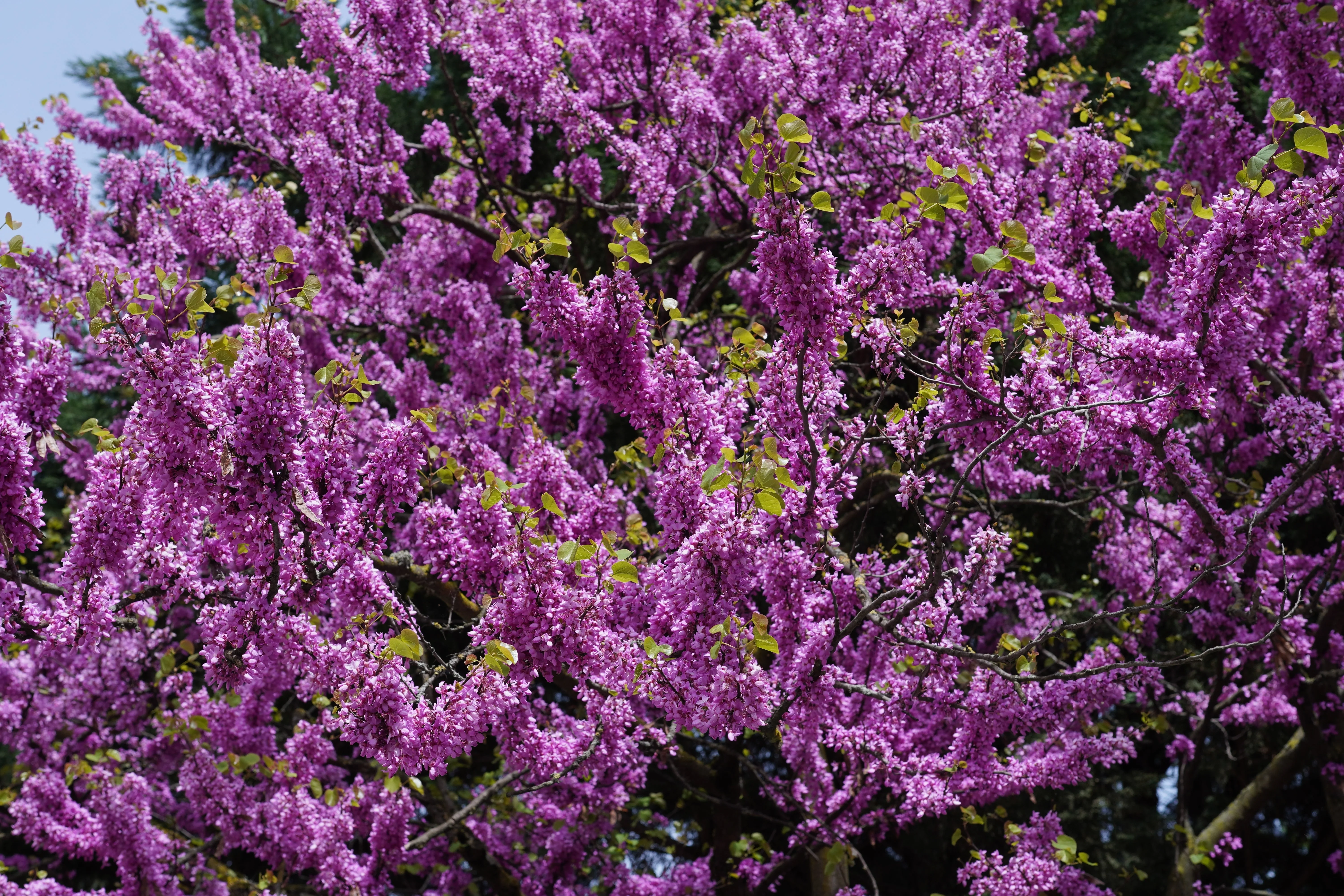 20 Eastern REDBUD TREE Cercis Canadensis Pink Flowering Native Tree Seeds - Image 4