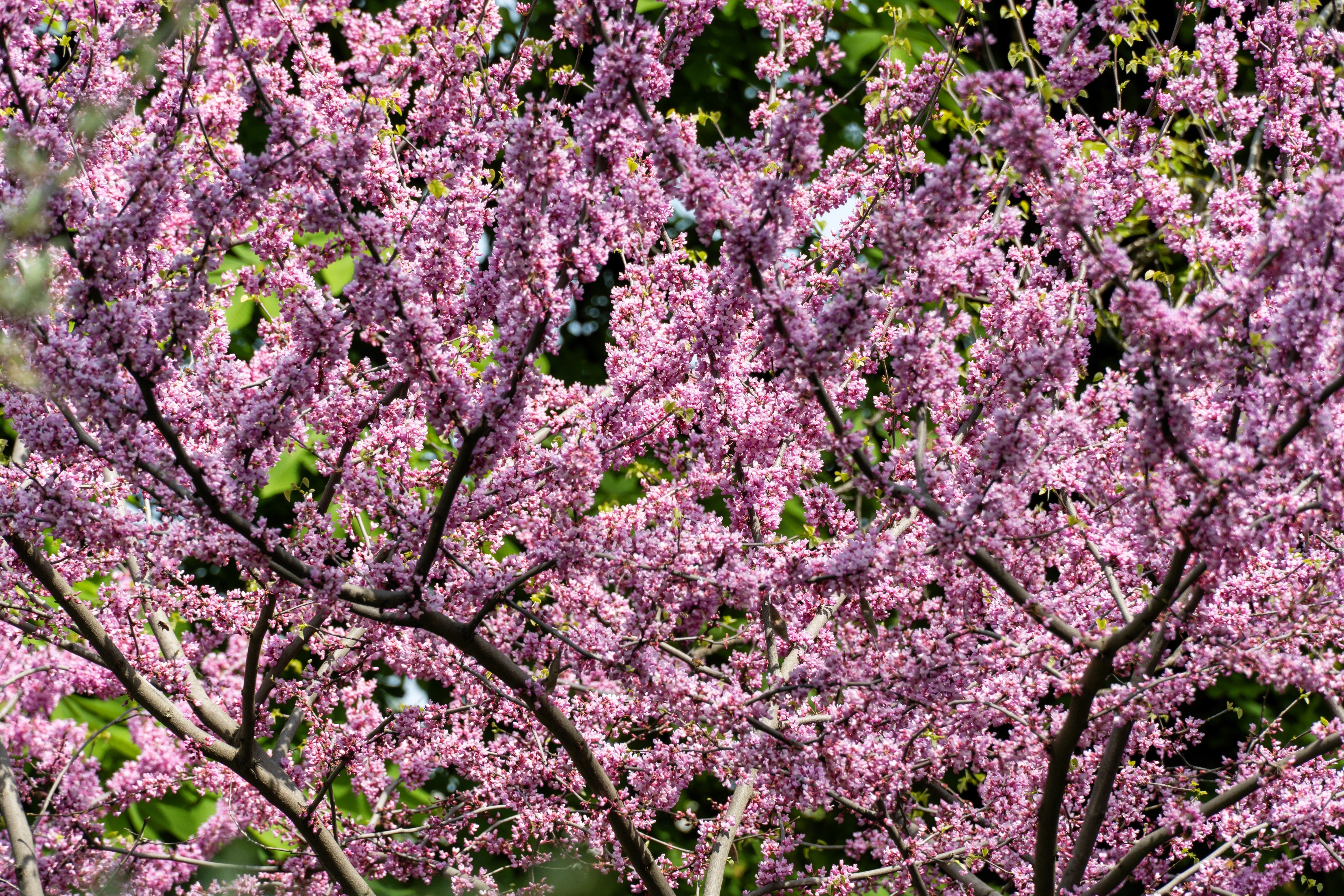 20 Eastern REDBUD TREE Cercis Canadensis Pink Flowering Native Tree Seeds - Image 5