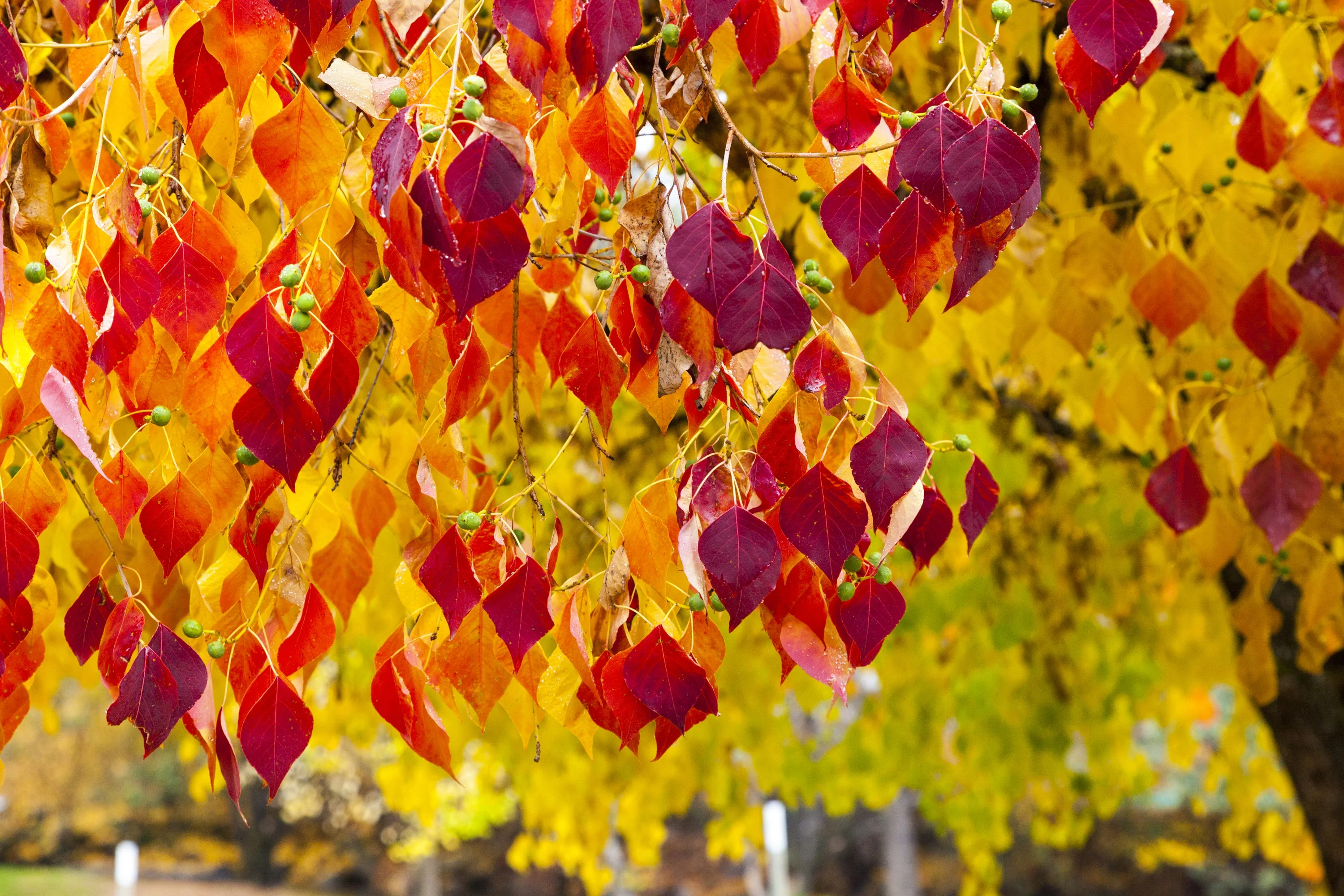 20 Eastern REDBUD TREE Cercis Canadensis Pink Flowering Native Tree Seeds - Image 7