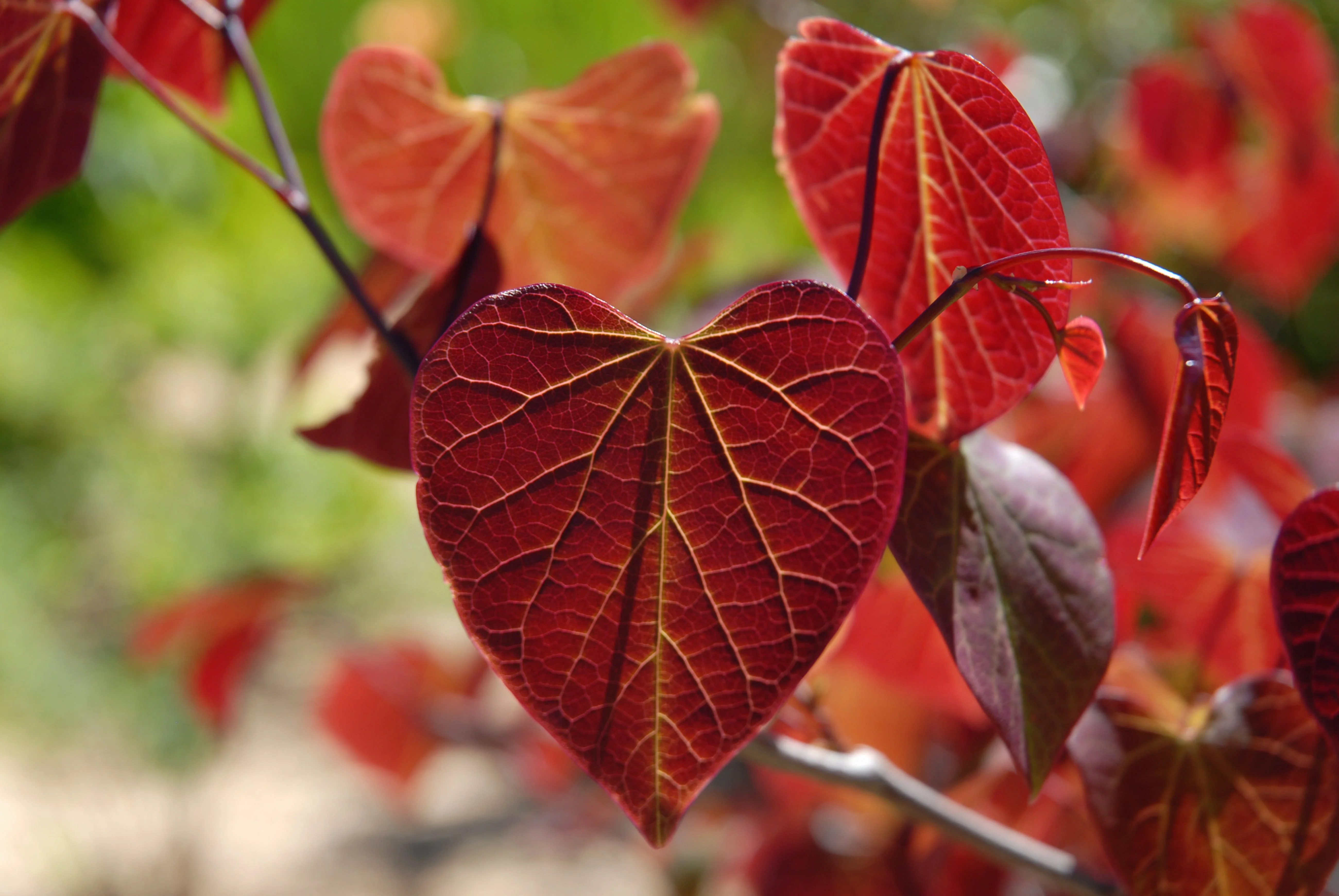 20 Eastern REDBUD TREE Cercis Canadensis Pink Flowering Native Tree Seeds - Image 9