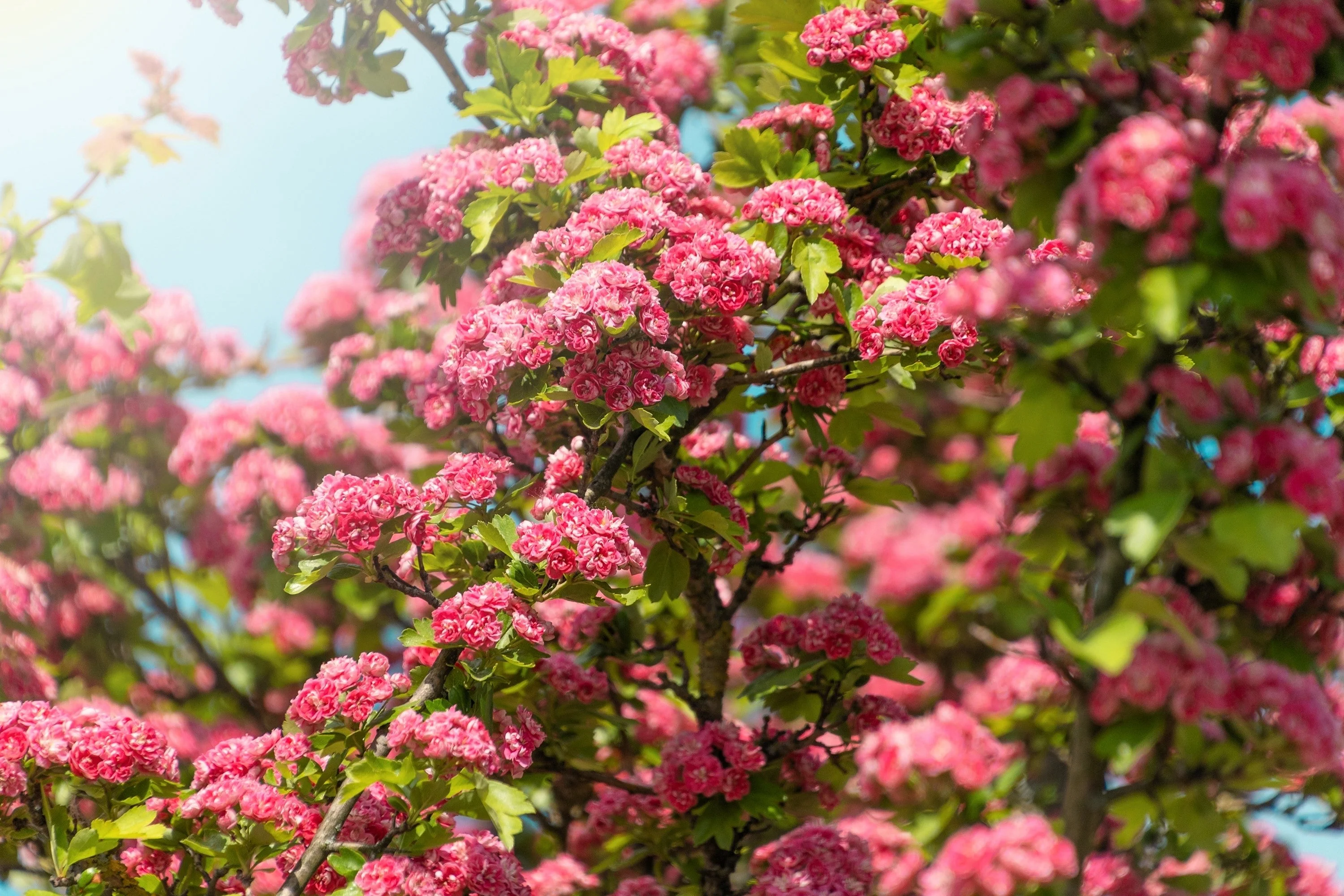 20 ENGLISH HAWTHORN TREE Edible Fruit Flower Mayflower Crataegus Laevigata Seeds - Image 10