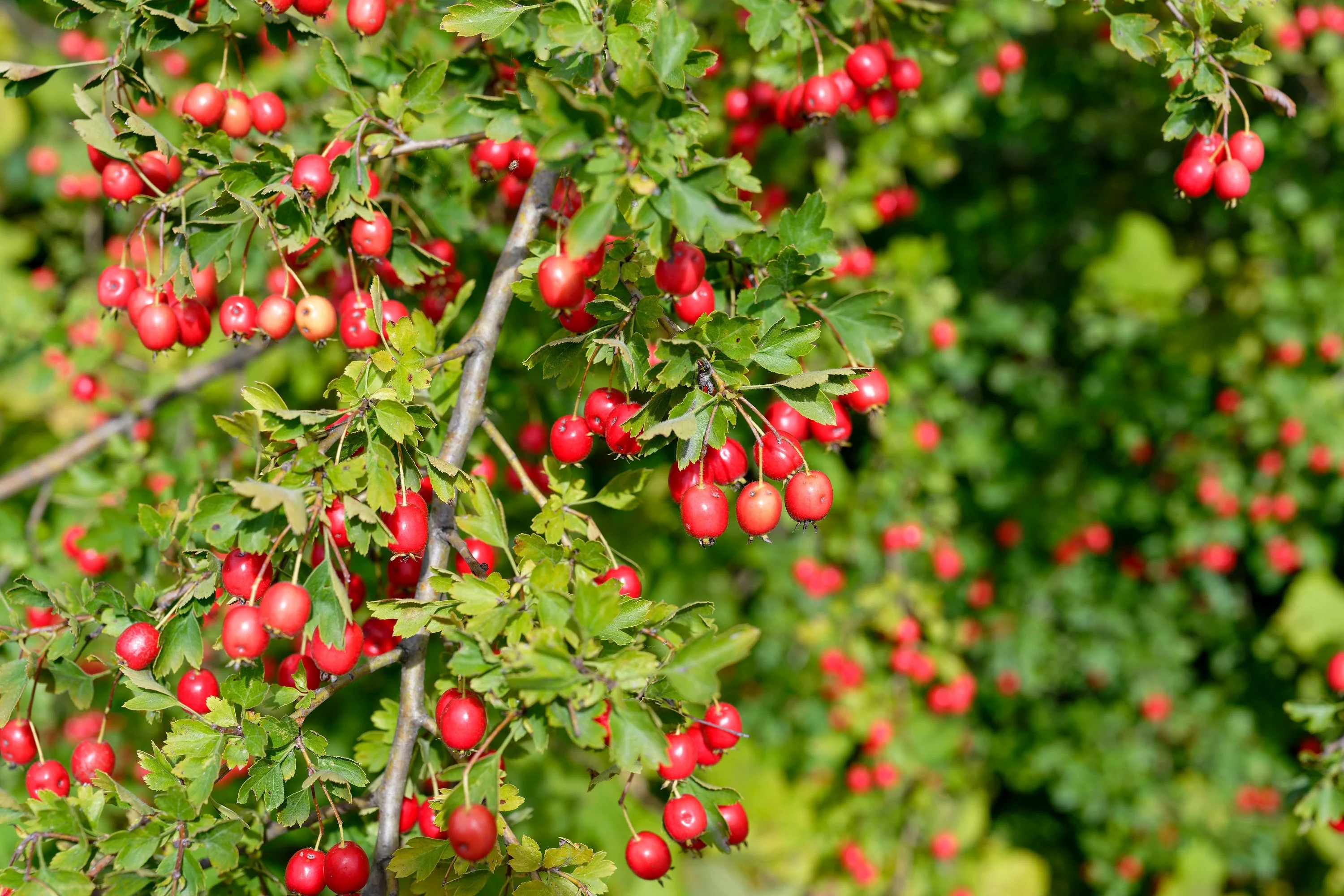 20 ENGLISH HAWTHORN TREE Edible Fruit Flower Mayflower Crataegus Laevigata Seeds - Image 11
