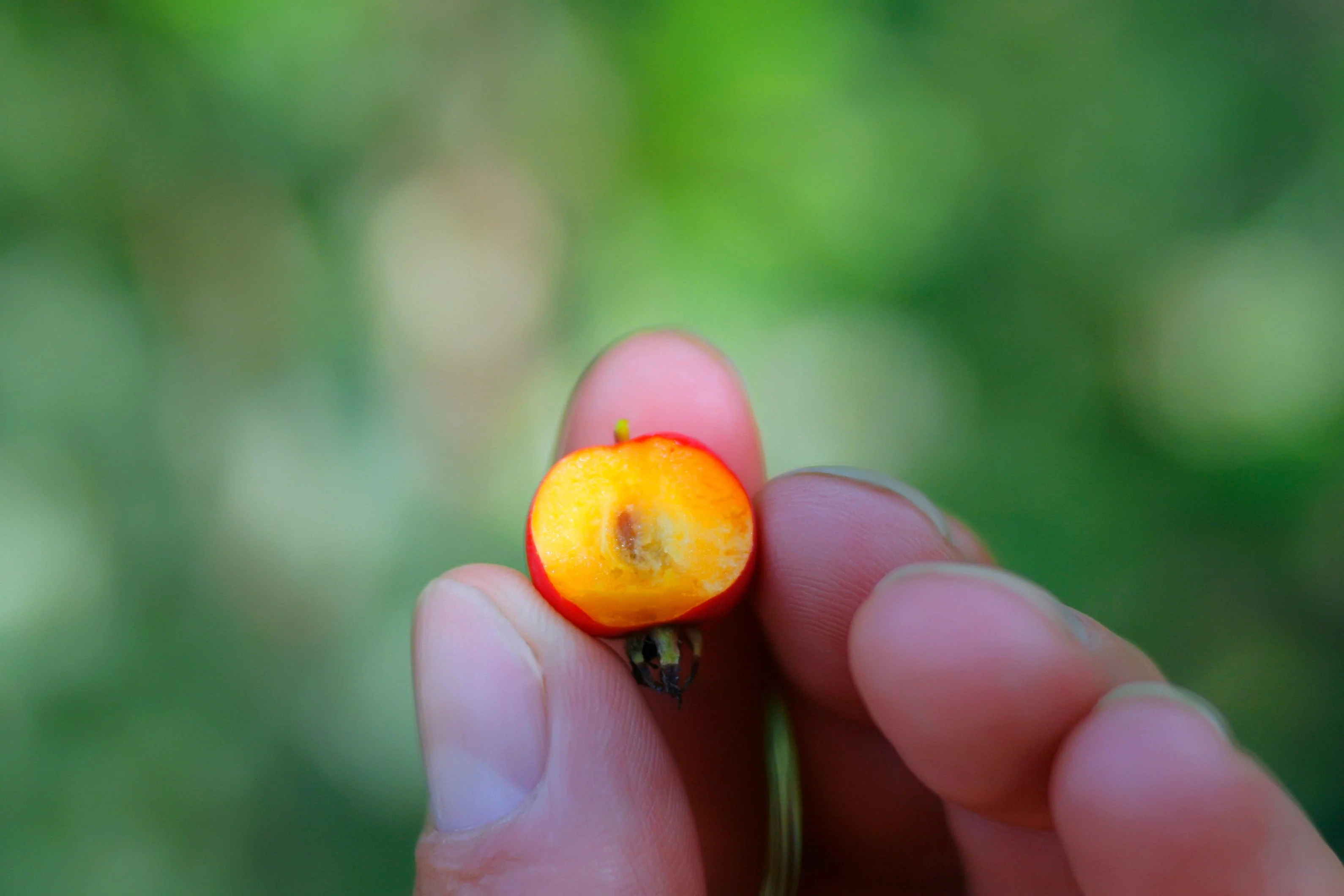 20 ENGLISH HAWTHORN TREE Edible Fruit Flower Mayflower Crataegus Laevigata Seeds - Image 12