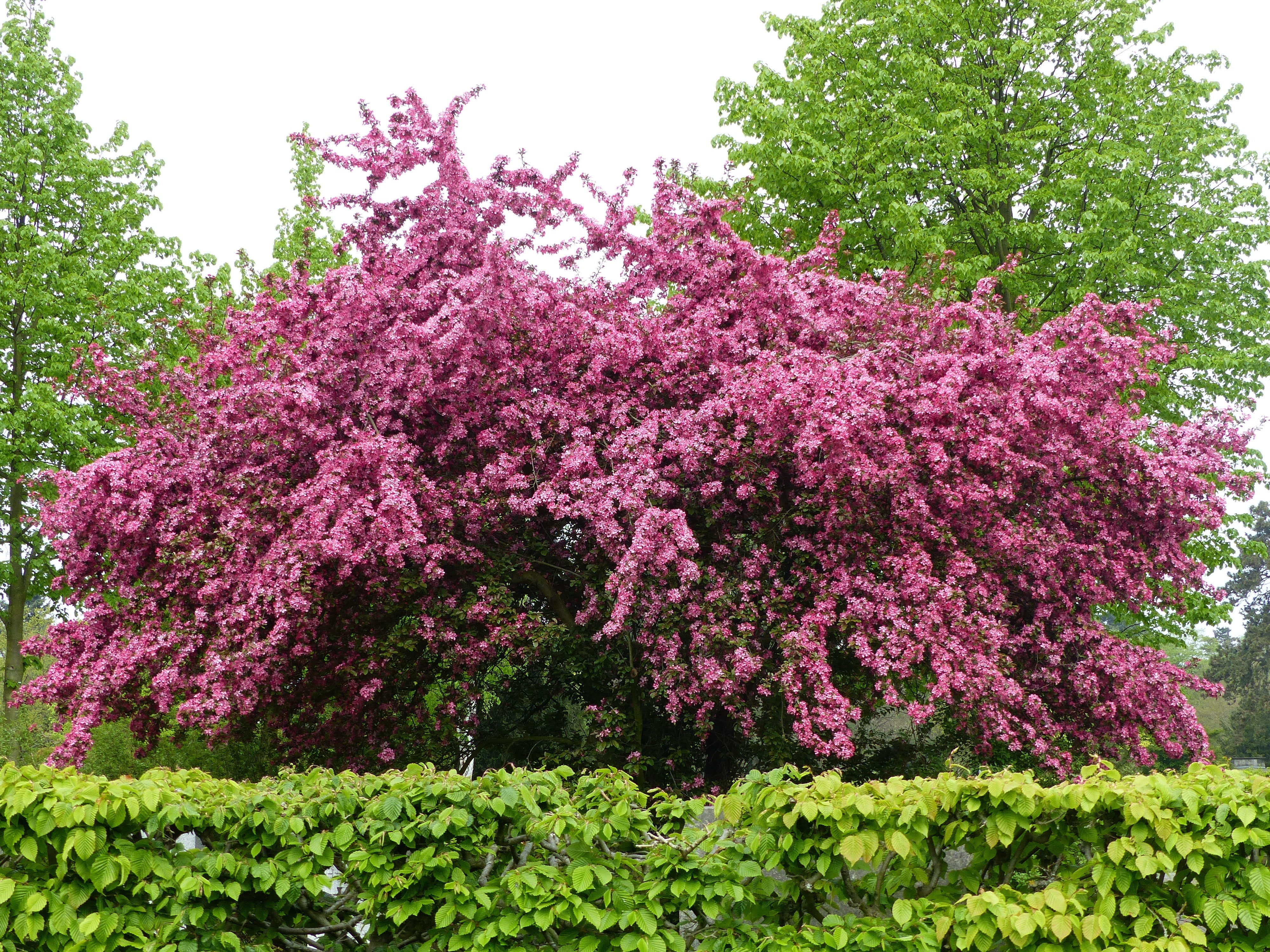 20 ENGLISH HAWTHORN TREE Edible Fruit Flower Mayflower Crataegus Laevigata Seeds - Image 2