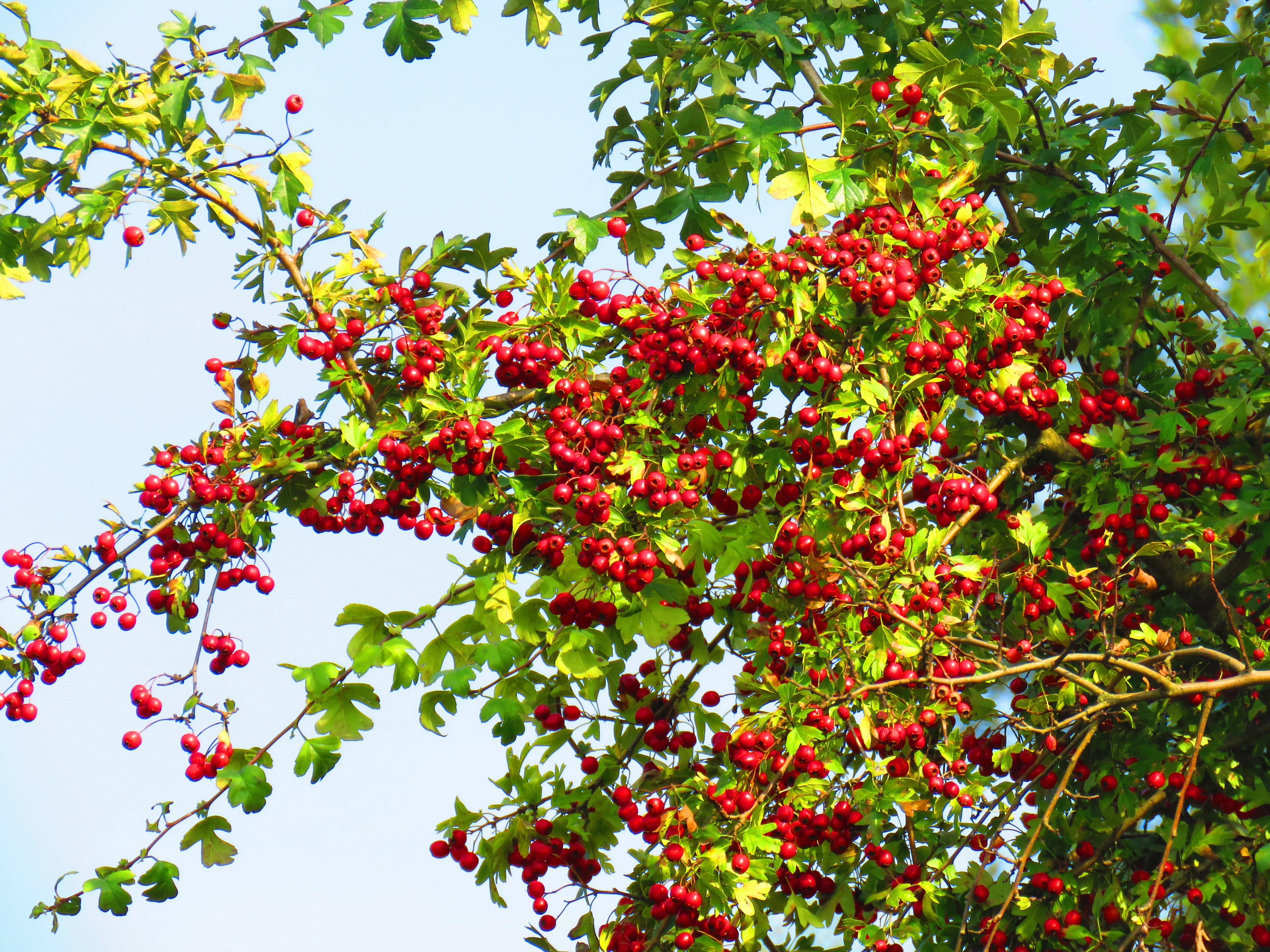 20 ENGLISH HAWTHORN TREE Edible Fruit Flower Mayflower Crataegus Laevigata Seeds - Image 3