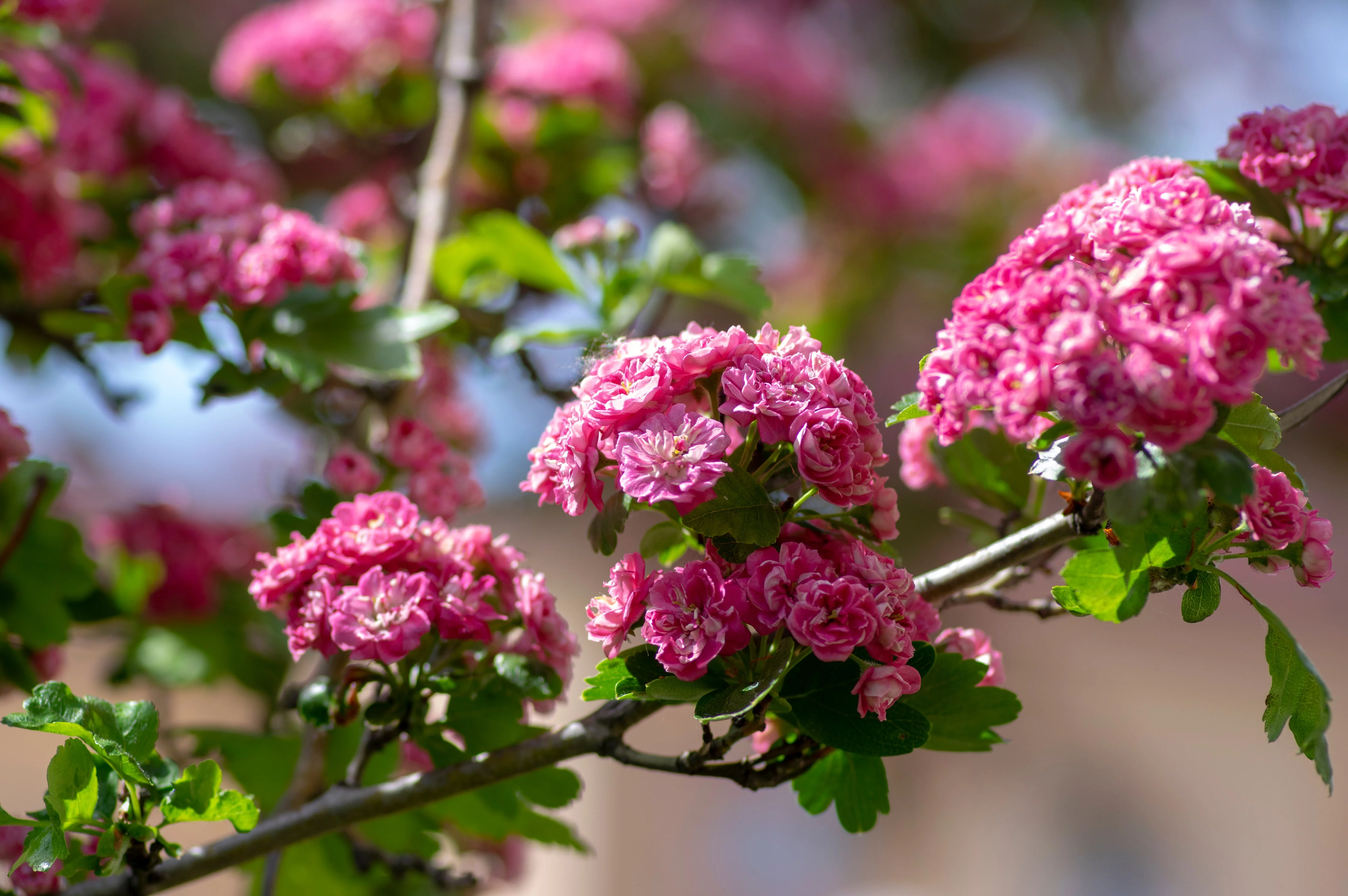 20 ENGLISH HAWTHORN TREE Edible Fruit Flower Mayflower Crataegus Laevigata Seeds - Image 4