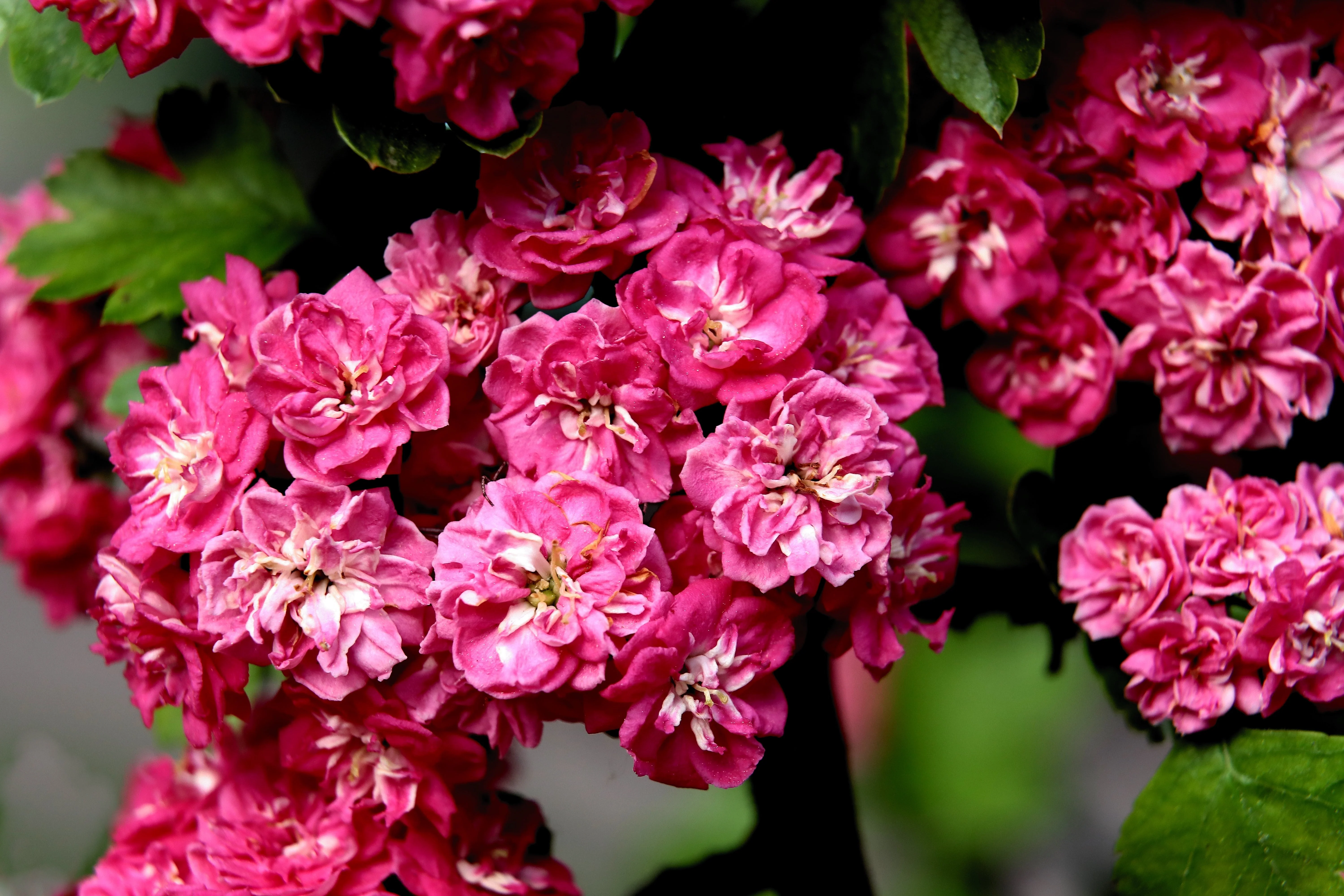 20 ENGLISH HAWTHORN TREE Edible Fruit Flower Mayflower Crataegus Laevigata Seeds - Image 5