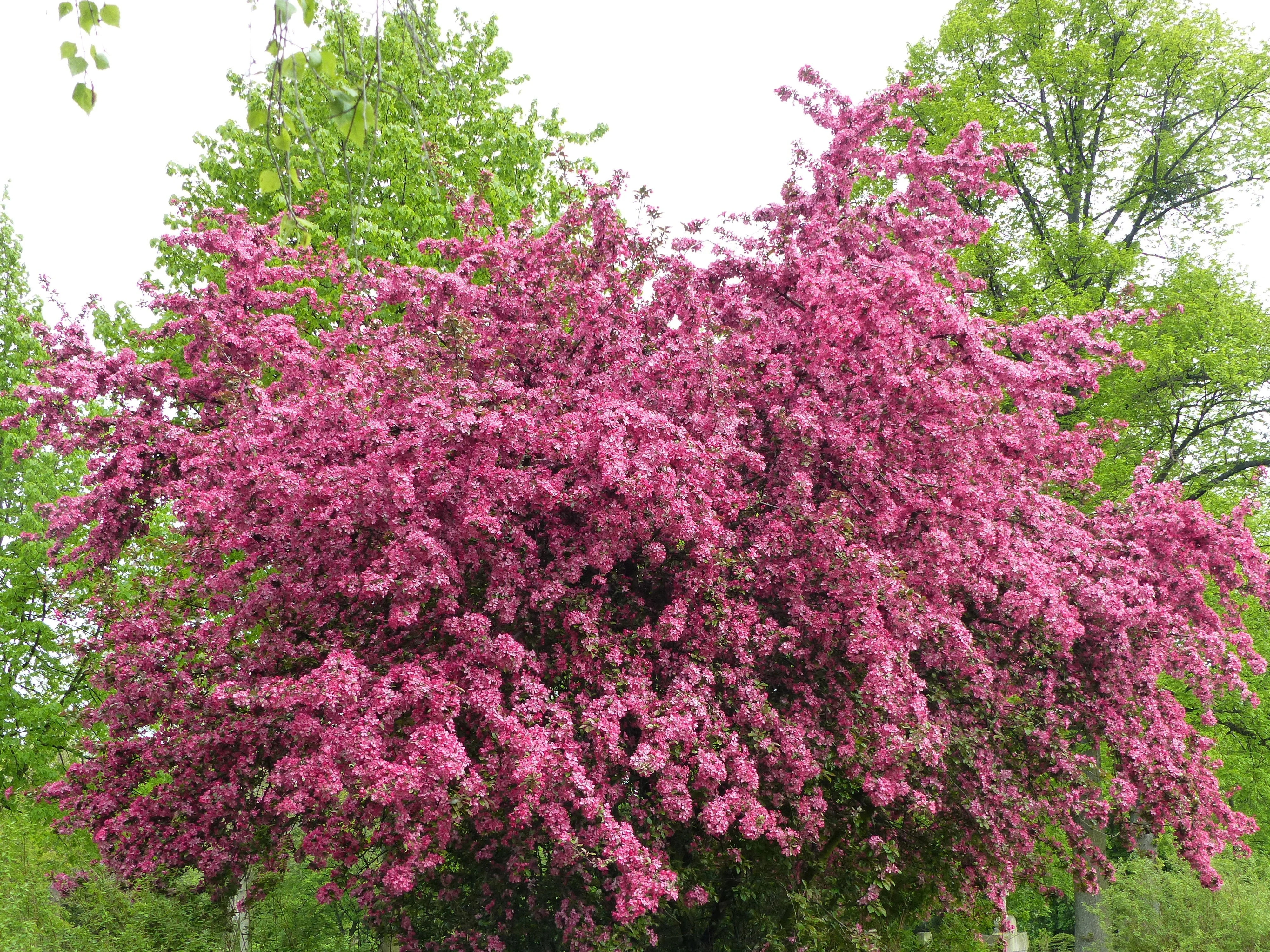 20 ENGLISH HAWTHORN TREE Edible Fruit Flower Mayflower Crataegus Laevigata Seeds - Image 6
