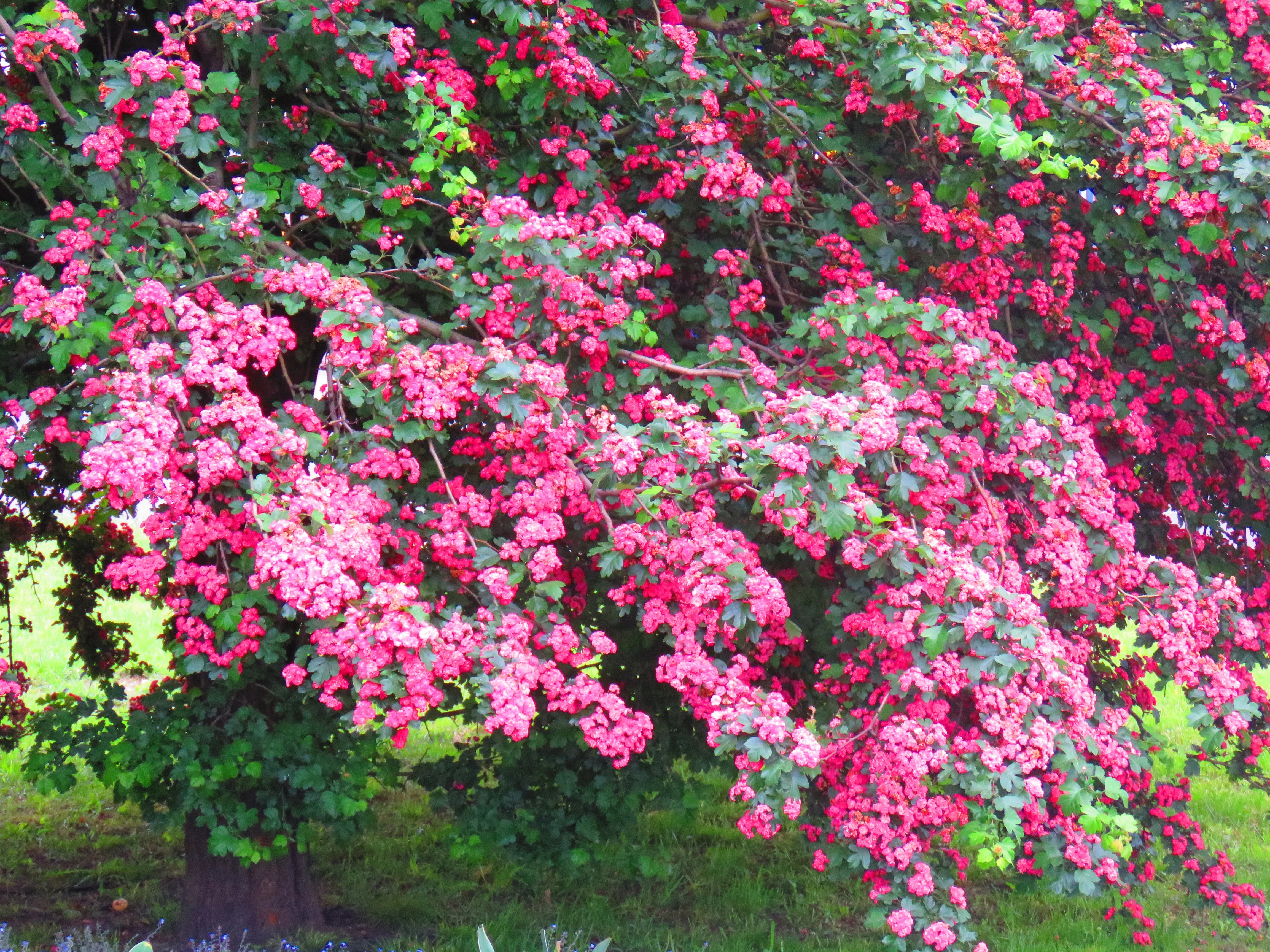 20 ENGLISH HAWTHORN TREE Edible Fruit Flower Mayflower Crataegus Laevigata Seeds - Image 7