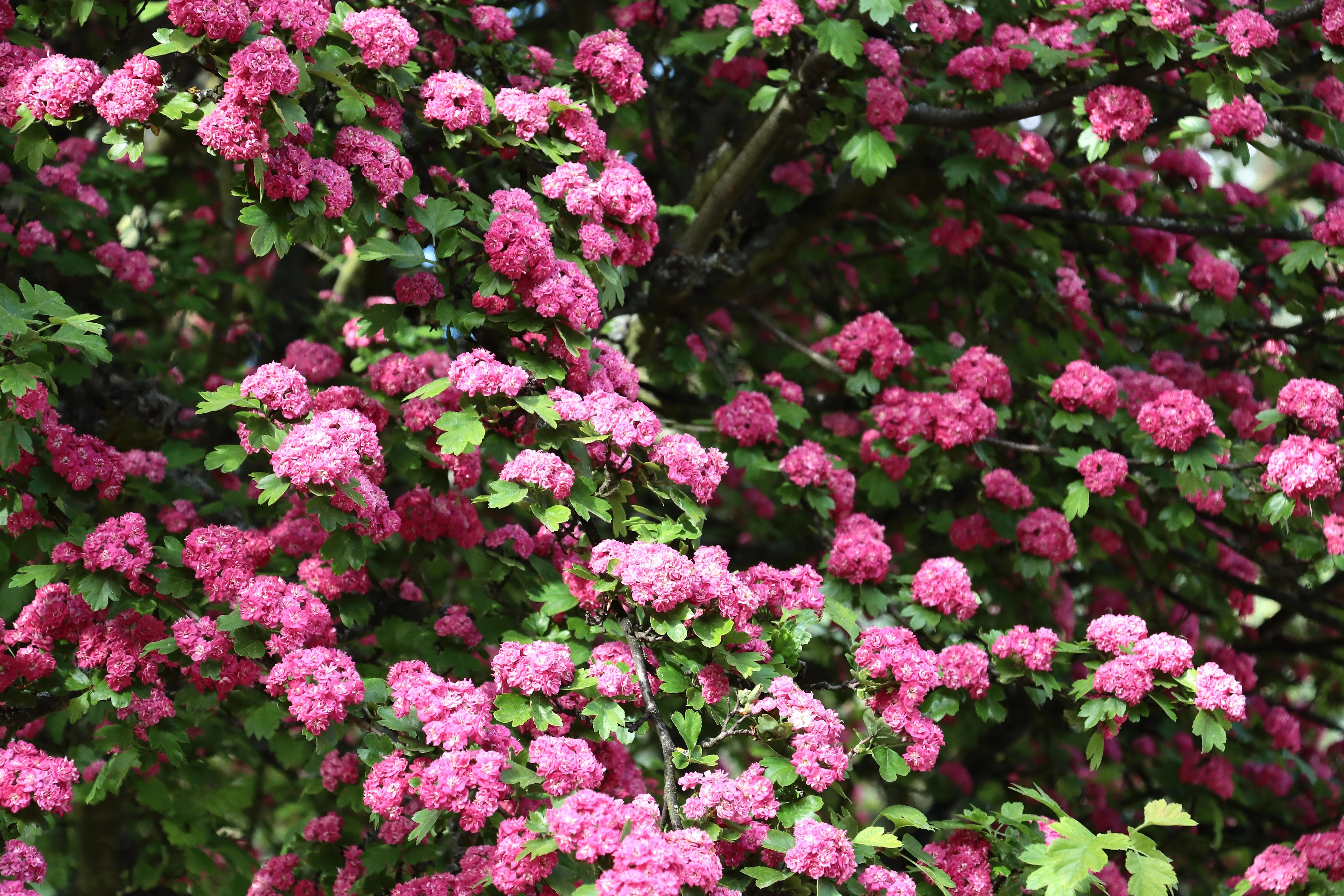 20 ENGLISH HAWTHORN TREE Edible Fruit Flower Mayflower Crataegus Laevigata Seeds - Image 8