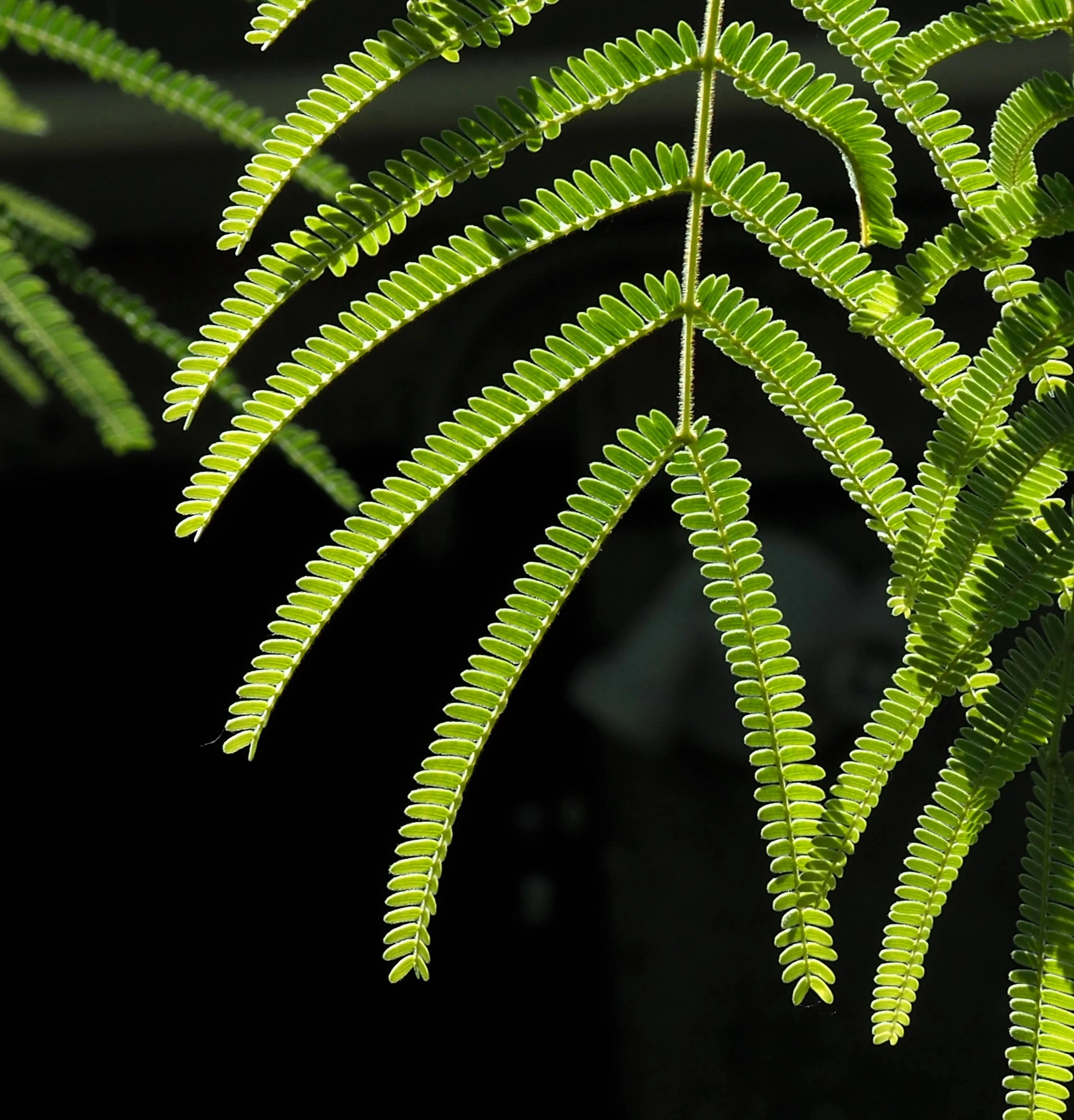20 FEATHER TREE Fern of the Desert Feather Bush Lysiloma Thornberi Watsonii White Flower Shrub Seeds - Image 2