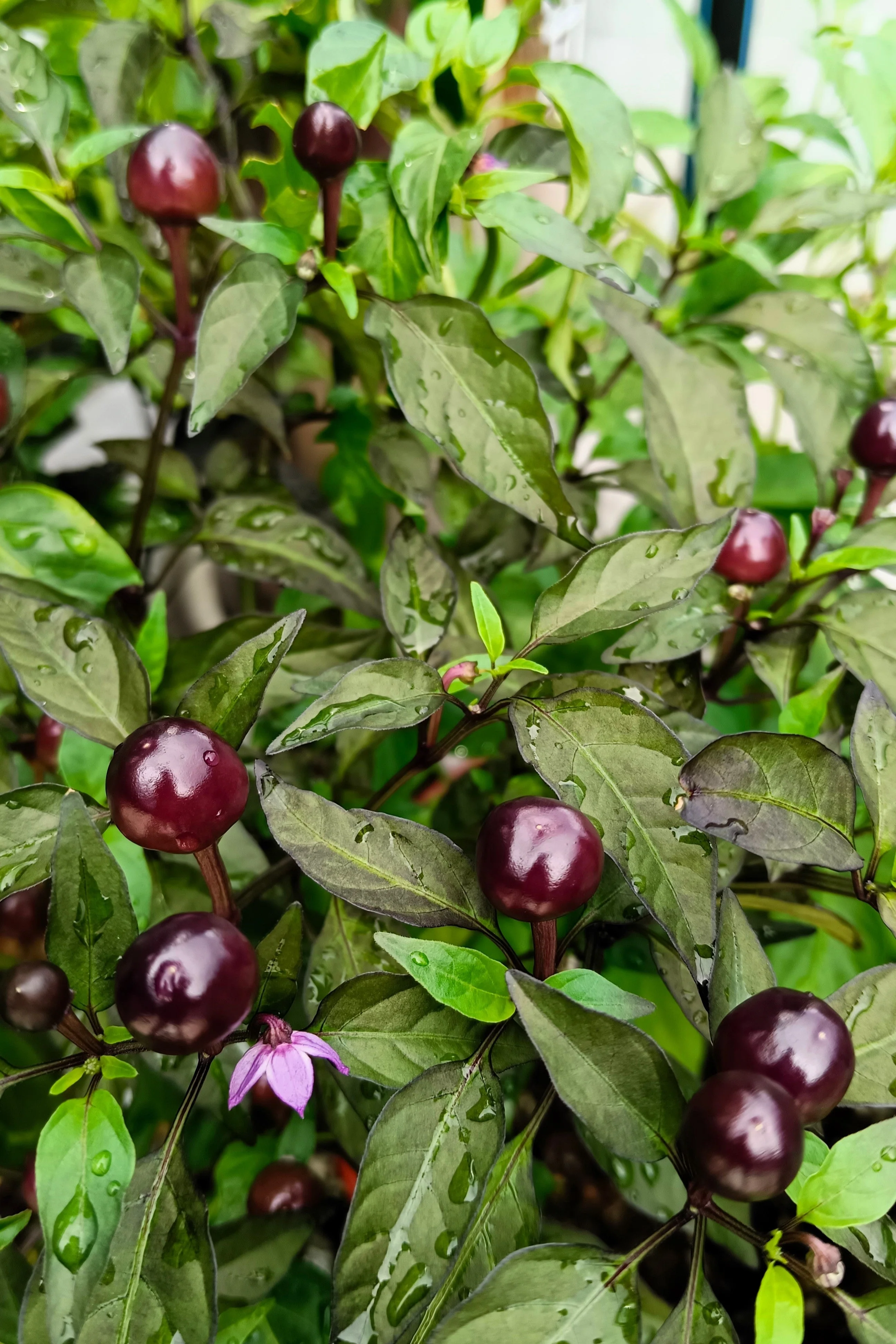 20 FILIUS BLUE PEPPER Capiscum Annuum Christmas Pepper Vegetable Seeds - Image 2