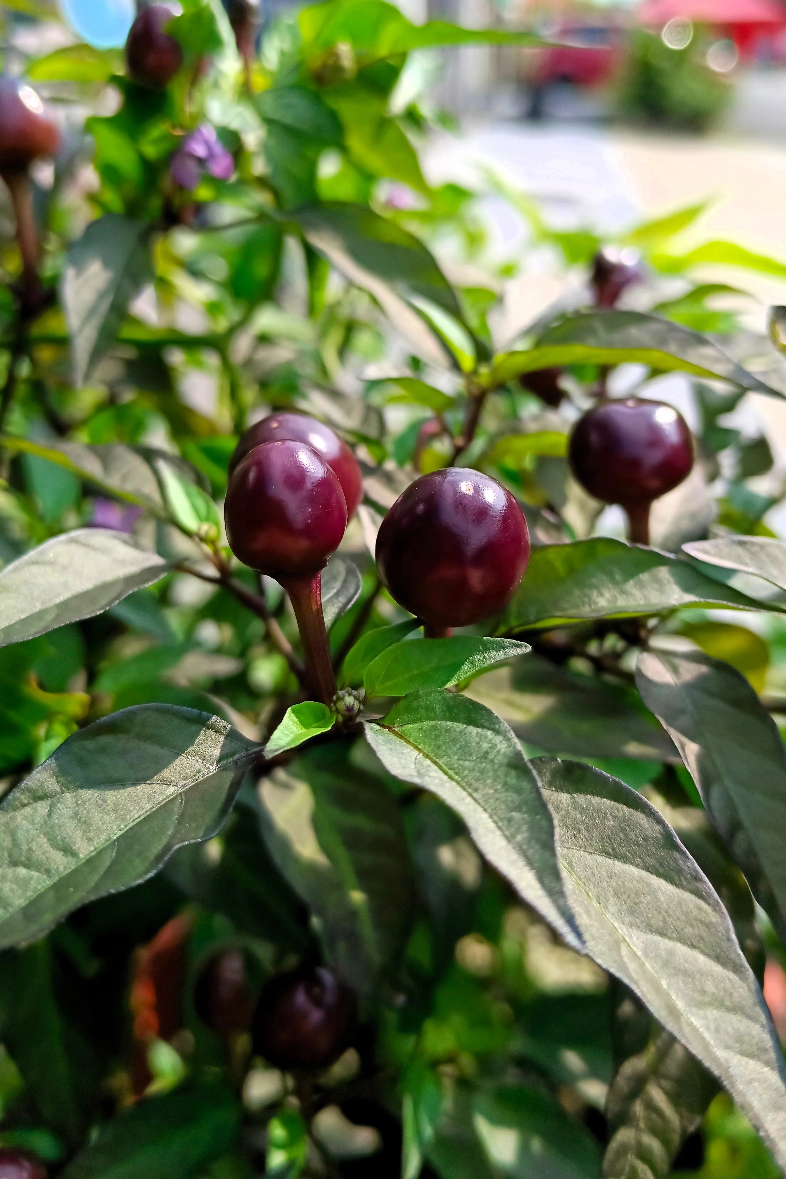 20 FILIUS BLUE PEPPER Capiscum Annuum Christmas Pepper Vegetable Seeds - Image 3