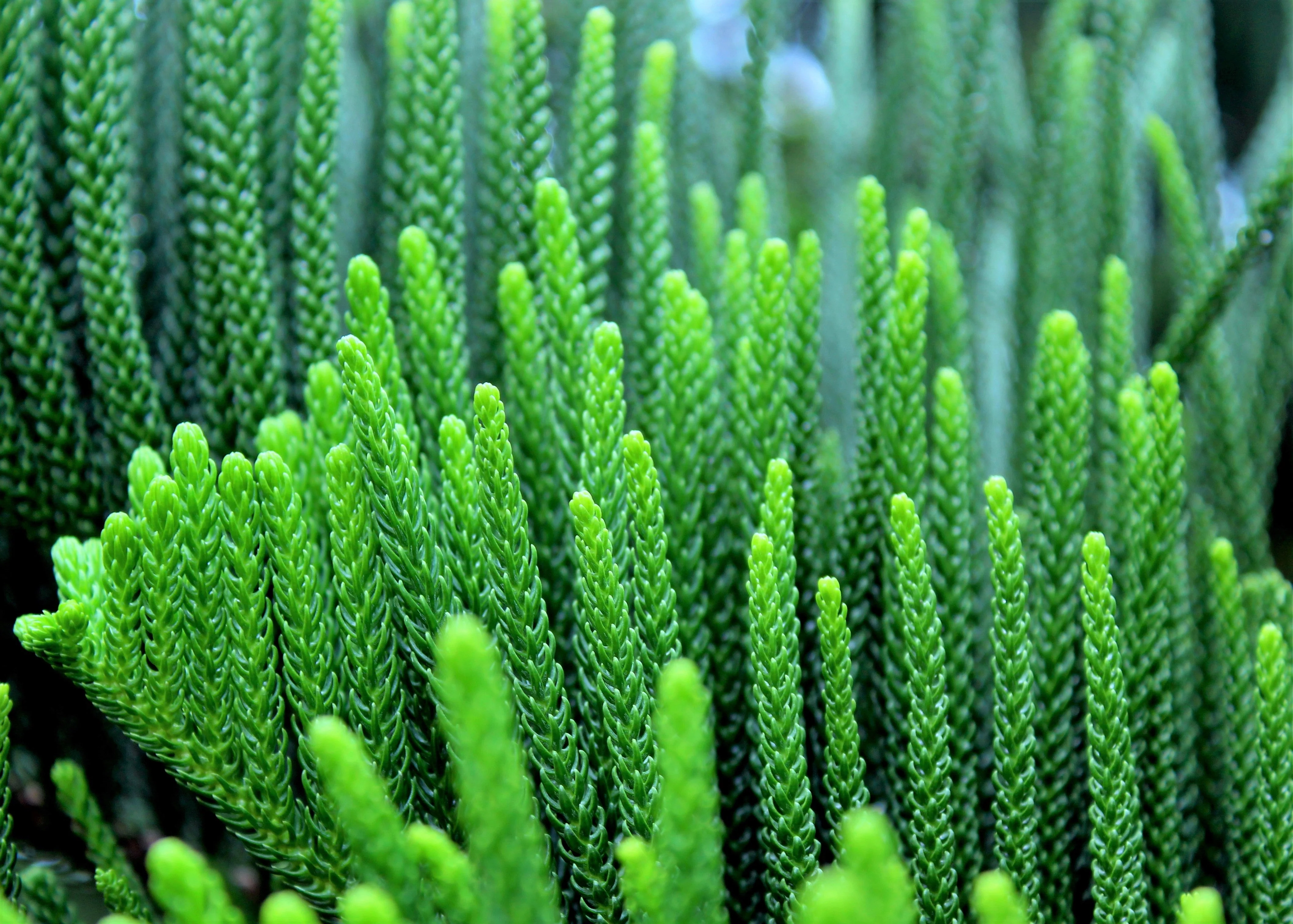20 FRASER FIR Tree Abies Fraseri Christmas Tree Southern Balsam Fir Native Evergreen Seeds - Image 10