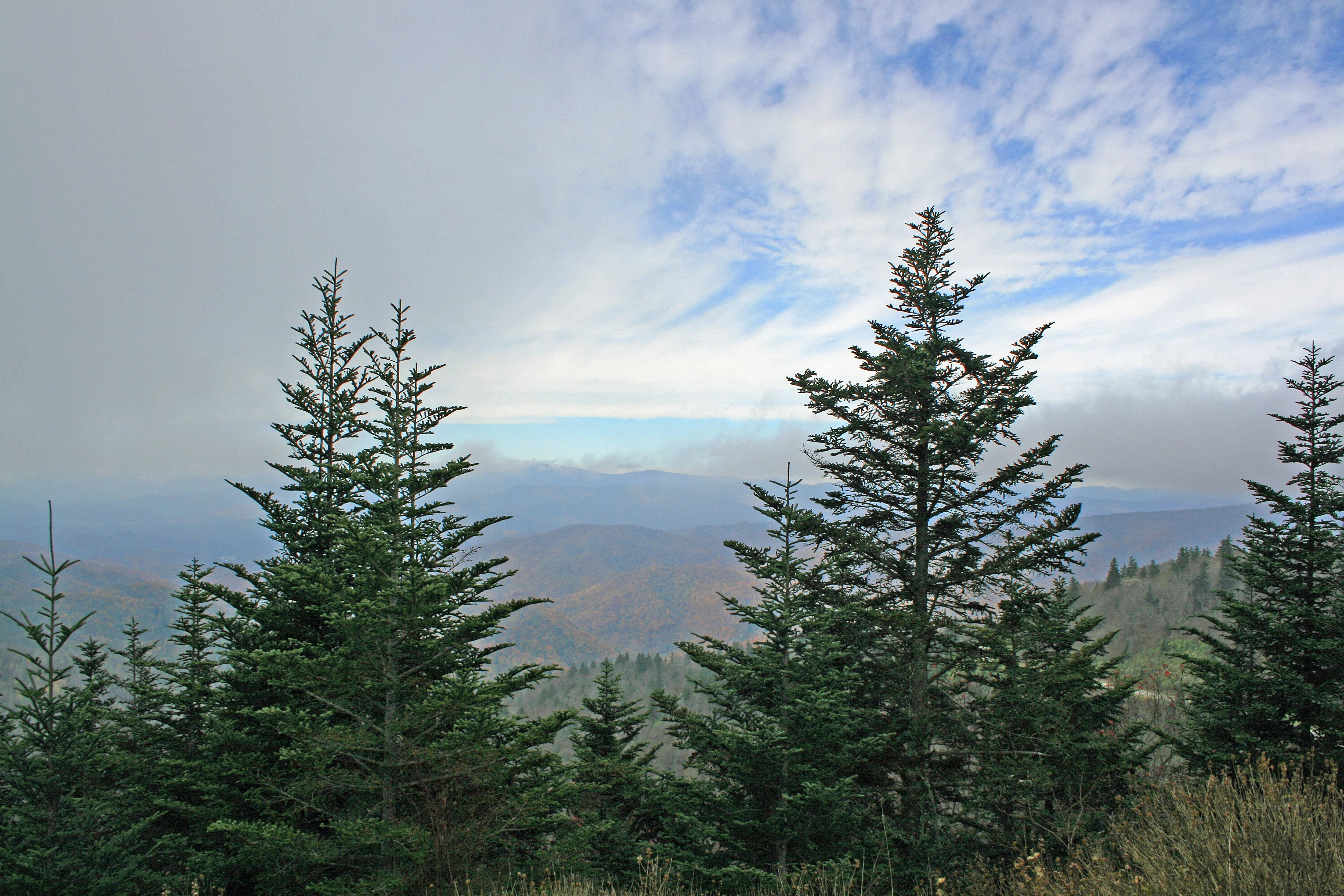 20 FRASER FIR Tree Abies Fraseri Christmas Tree Southern Balsam Fir Native Evergreen Seeds - Image 11