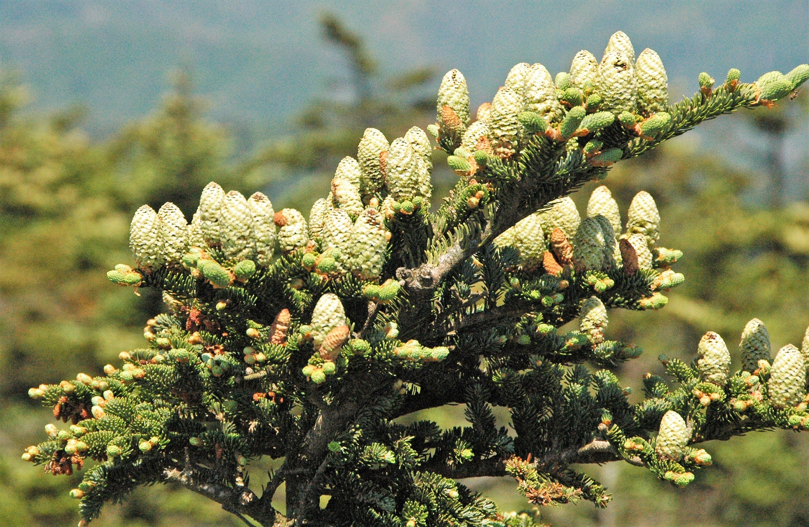 20 FRASER FIR Tree Abies Fraseri Christmas Tree Southern Balsam Fir Native Evergreen Seeds - Image 13