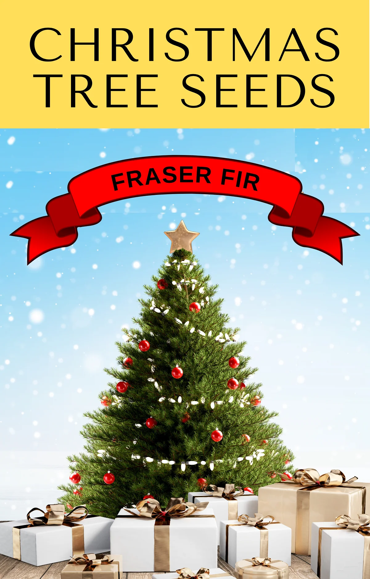 20 FRASER FIR Tree Abies Fraseri Christmas Tree Southern Balsam Fir Native Evergreen Seeds - Image 14