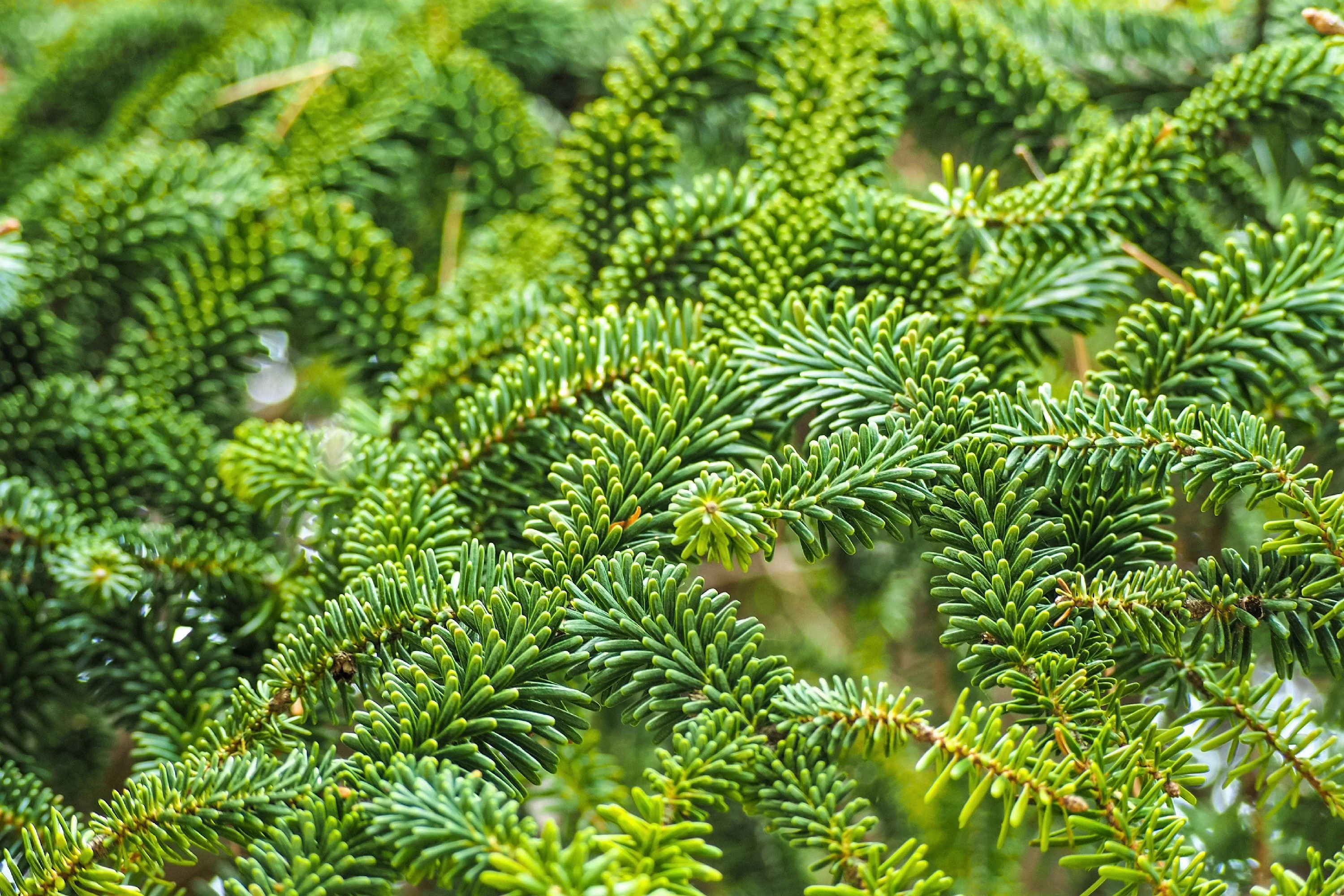 20 FRASER FIR Tree Abies Fraseri Christmas Tree Southern Balsam Fir Native Evergreen Seeds - Image 3