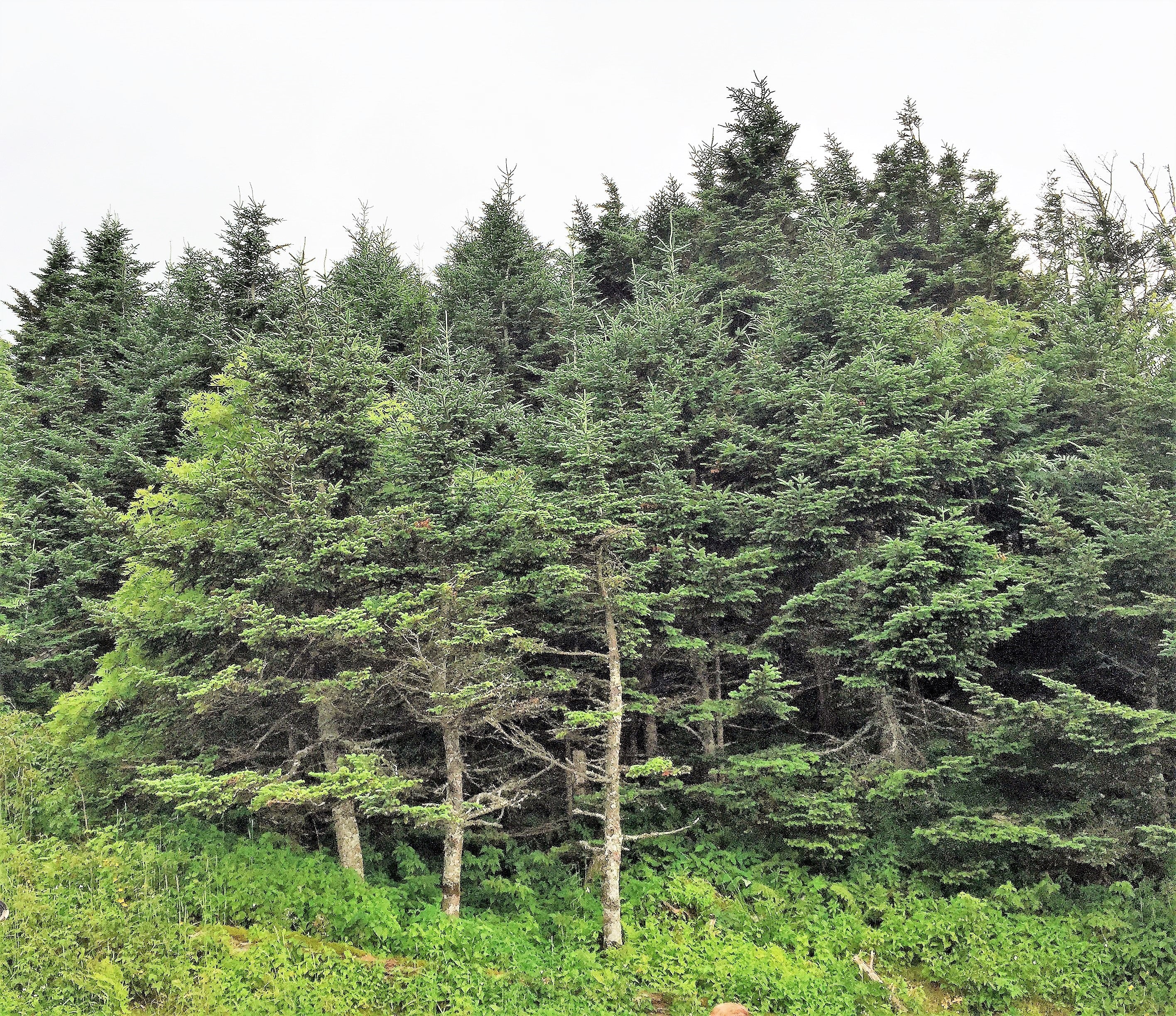 20 FRASER FIR Tree Abies Fraseri Christmas Tree Southern Balsam Fir Native Evergreen Seeds - Image 5