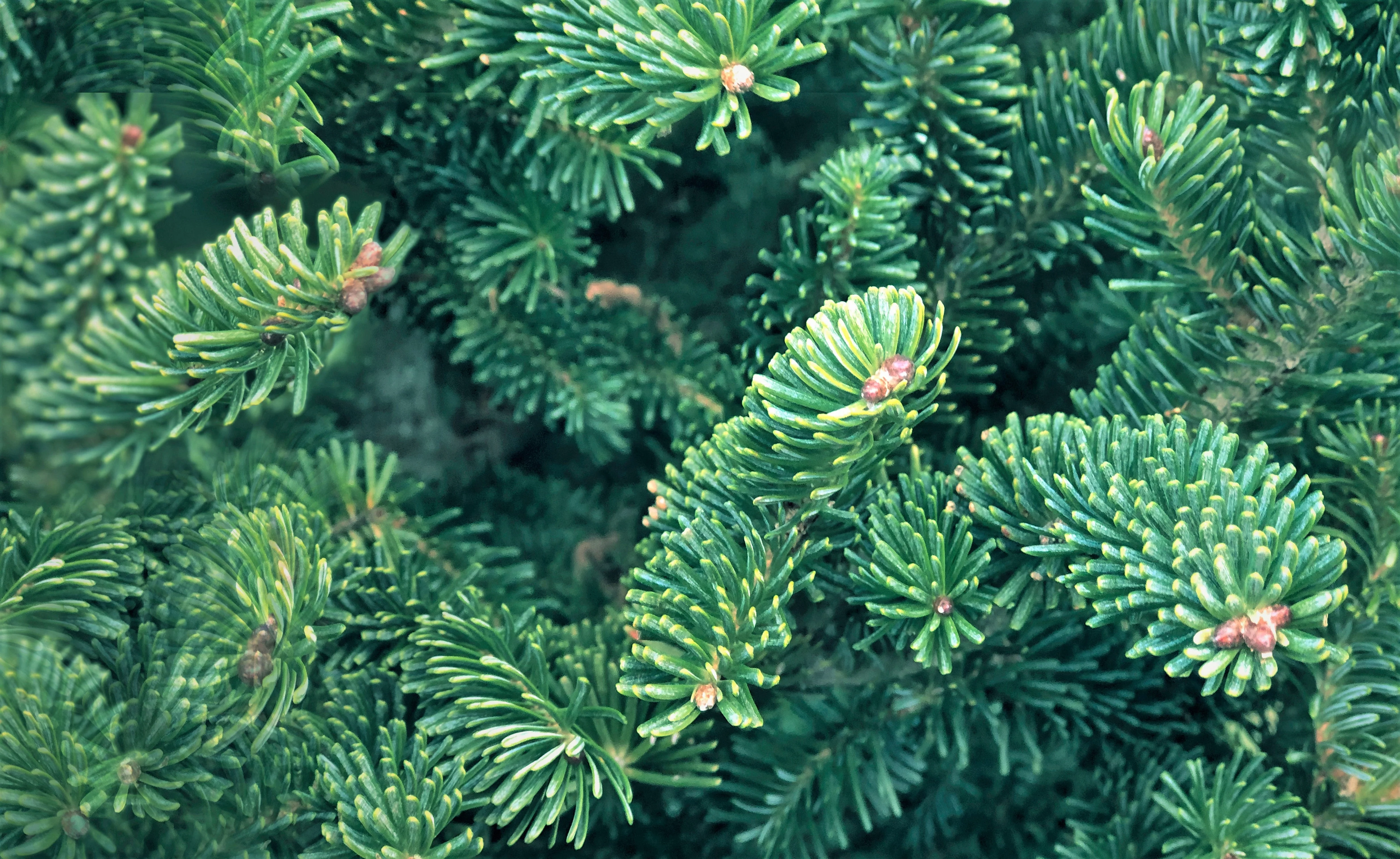 20 FRASER FIR Tree Abies Fraseri Christmas Tree Southern Balsam Fir Native Evergreen Seeds - Image 8
