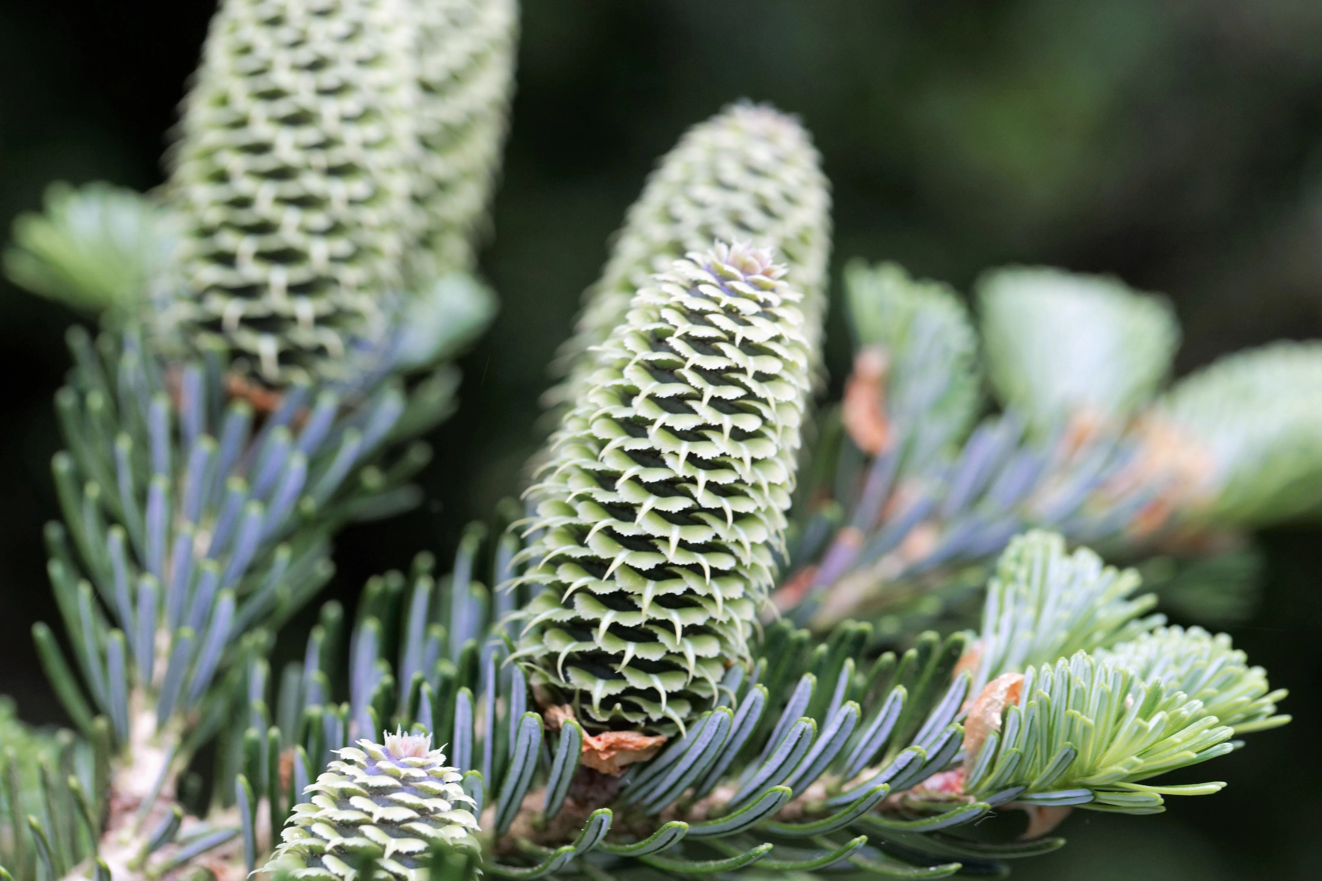 20 FRASER FIR Tree Abies Fraseri Christmas Tree Southern Balsam Fir Native Evergreen Seeds - Image 9