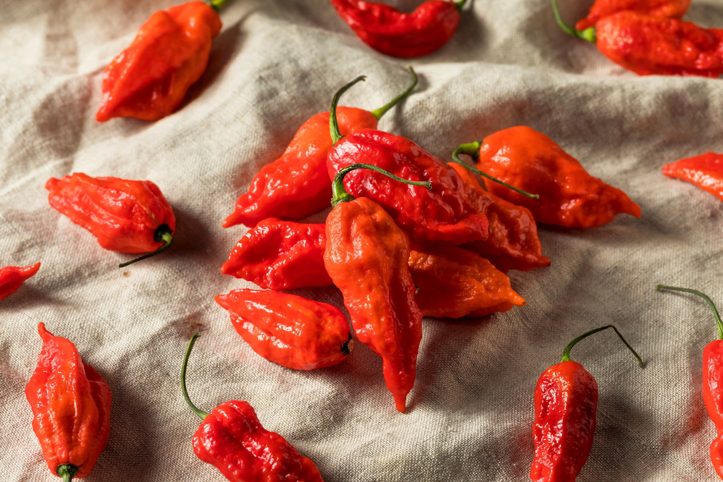 20 GHOST PEPPER SEEDS Blazing Hot Naga Bhut Jolokia Cobra Chili Vegetable Seeds - Image 2