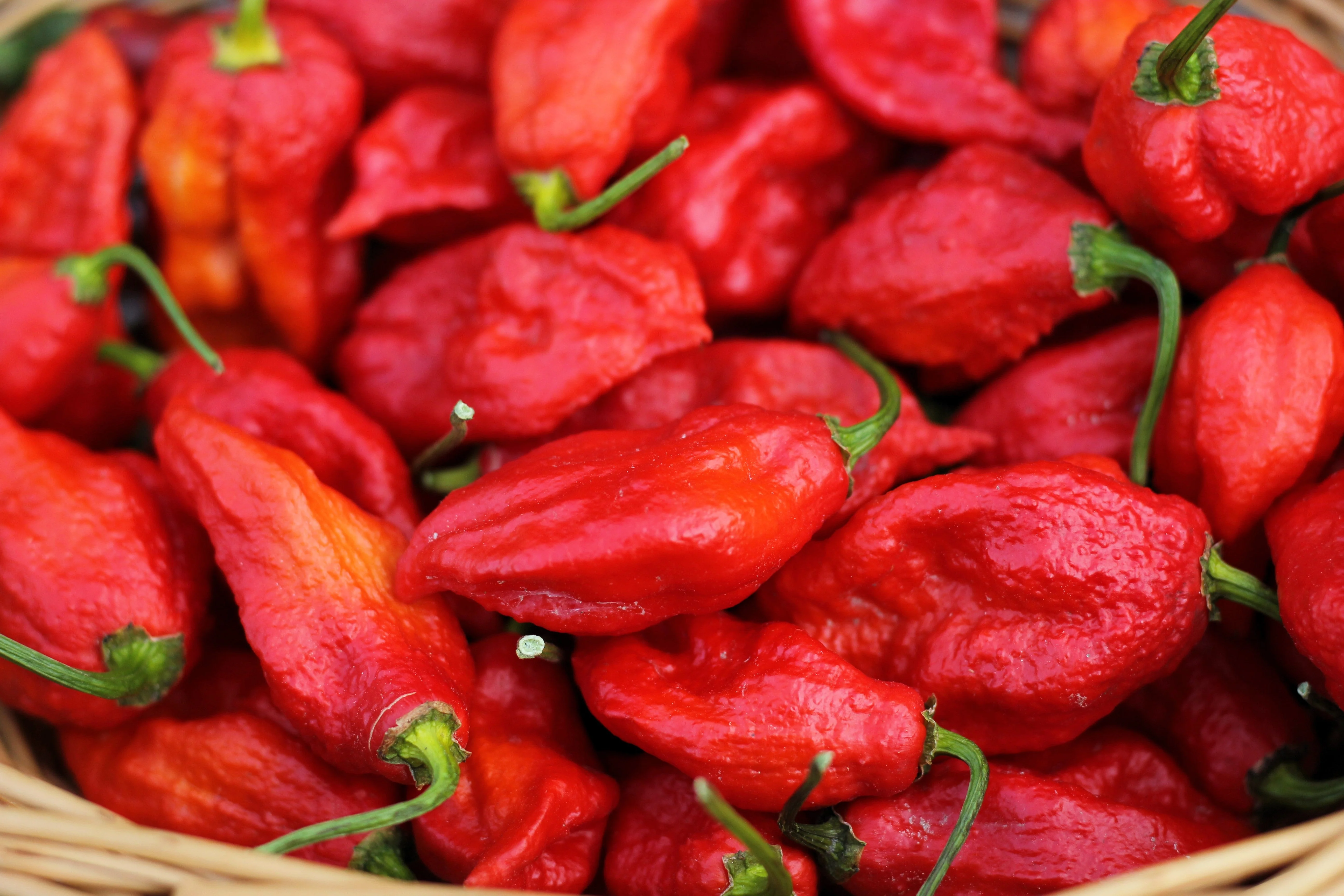 20 GHOST PEPPER SEEDS Blazing Hot Naga Bhut Jolokia Cobra Chili Vegetable Seeds - Image 3