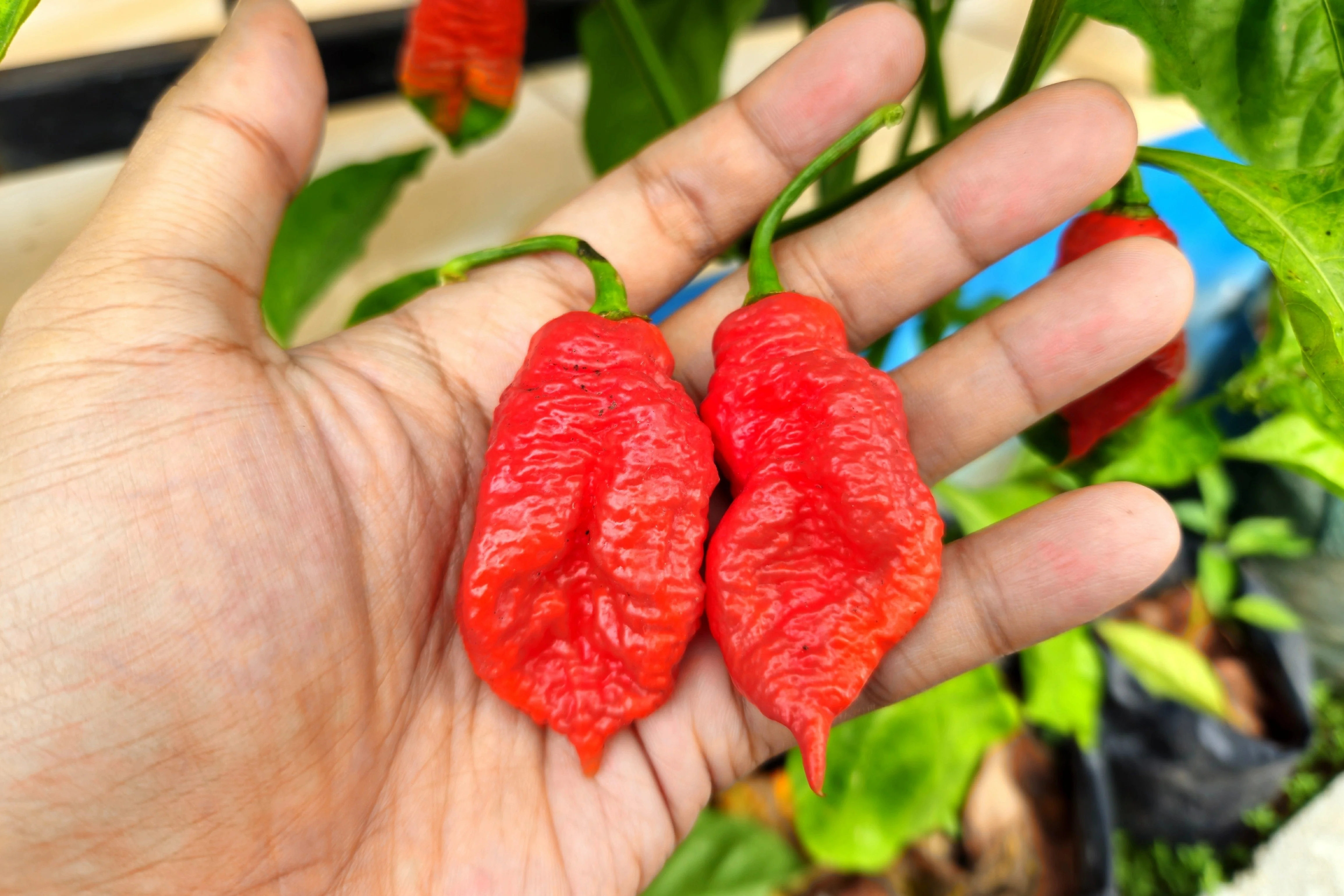 20 GHOST PEPPER SEEDS Blazing Hot Naga Bhut Jolokia Cobra Chili Vegetable Seeds - Image 4