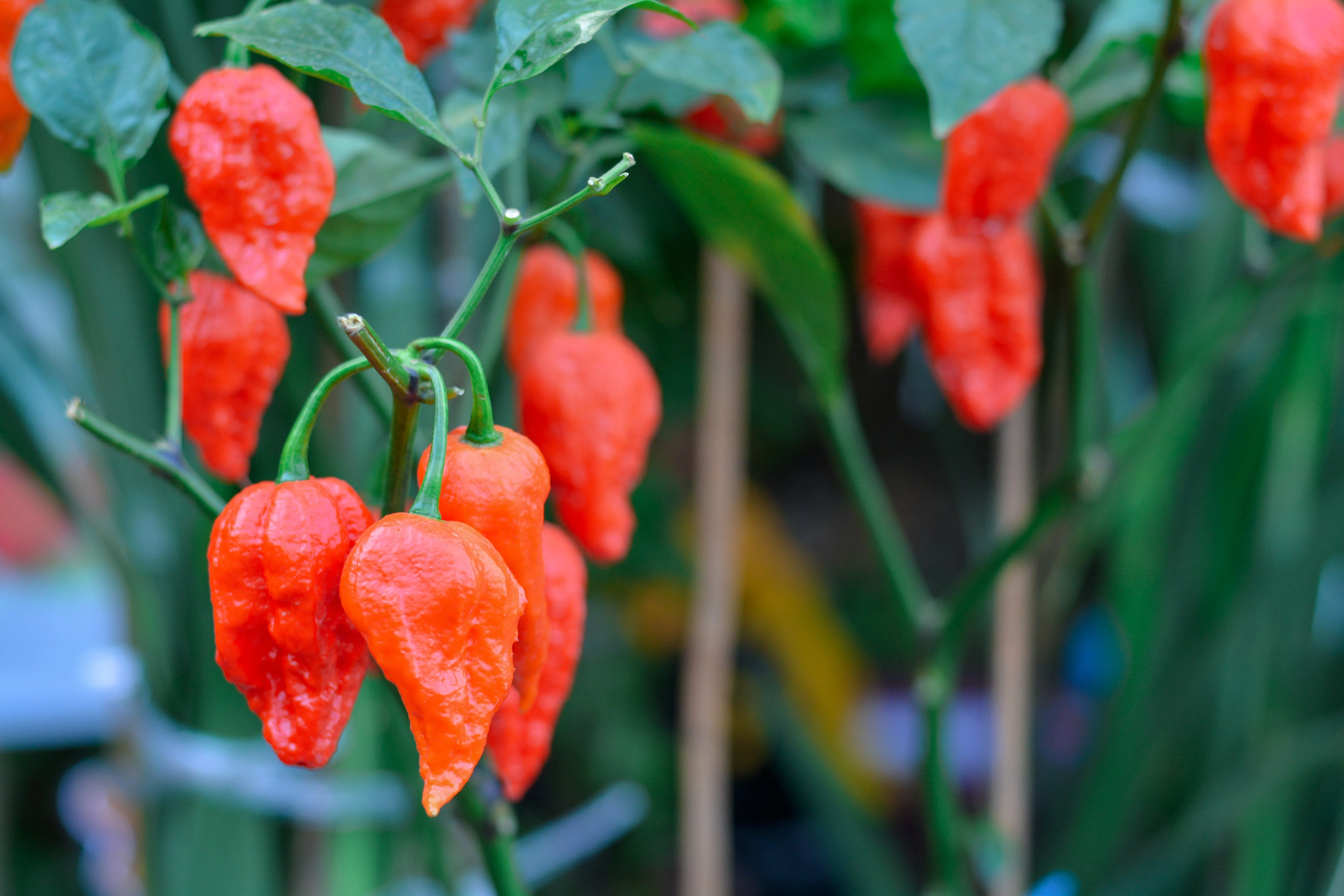 20 GHOST PEPPER SEEDS Blazing Hot Naga Bhut Jolokia Cobra Chili Vegetable Seeds - Image 5