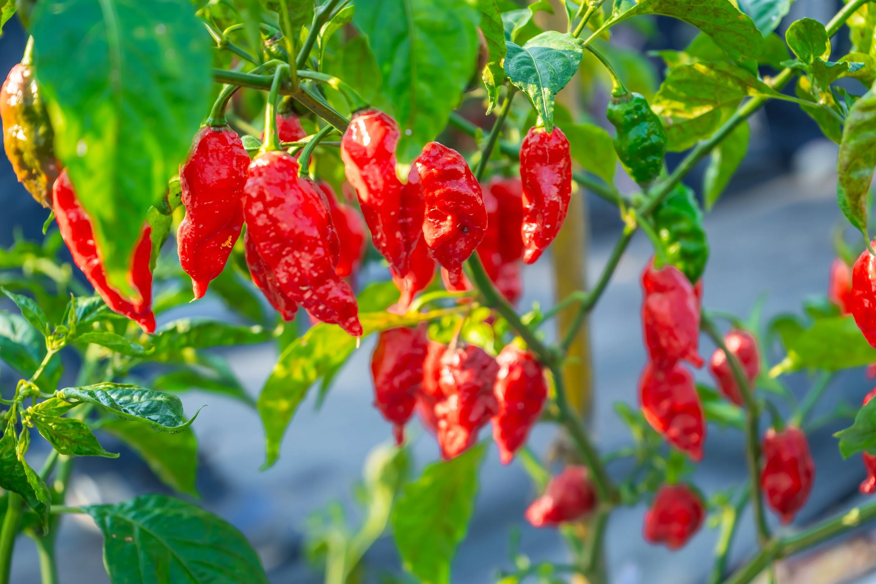 20 GHOST PEPPER SEEDS Blazing Hot Naga Bhut Jolokia Cobra Chili Vegetable Seeds - Image 6