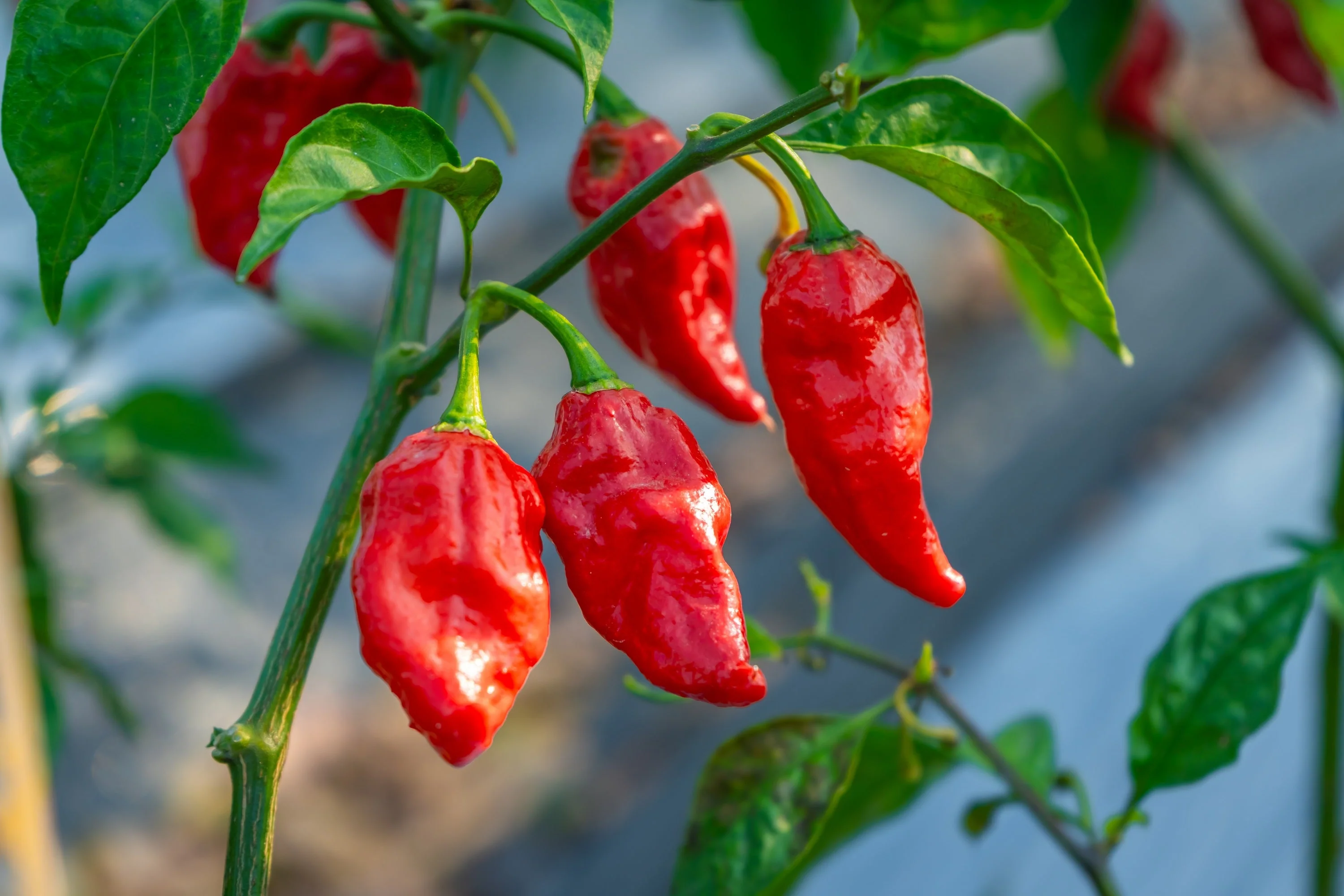 20 GHOST PEPPER SEEDS Blazing Hot Naga Bhut Jolokia Cobra Chili Vegetable Seeds - Image 7