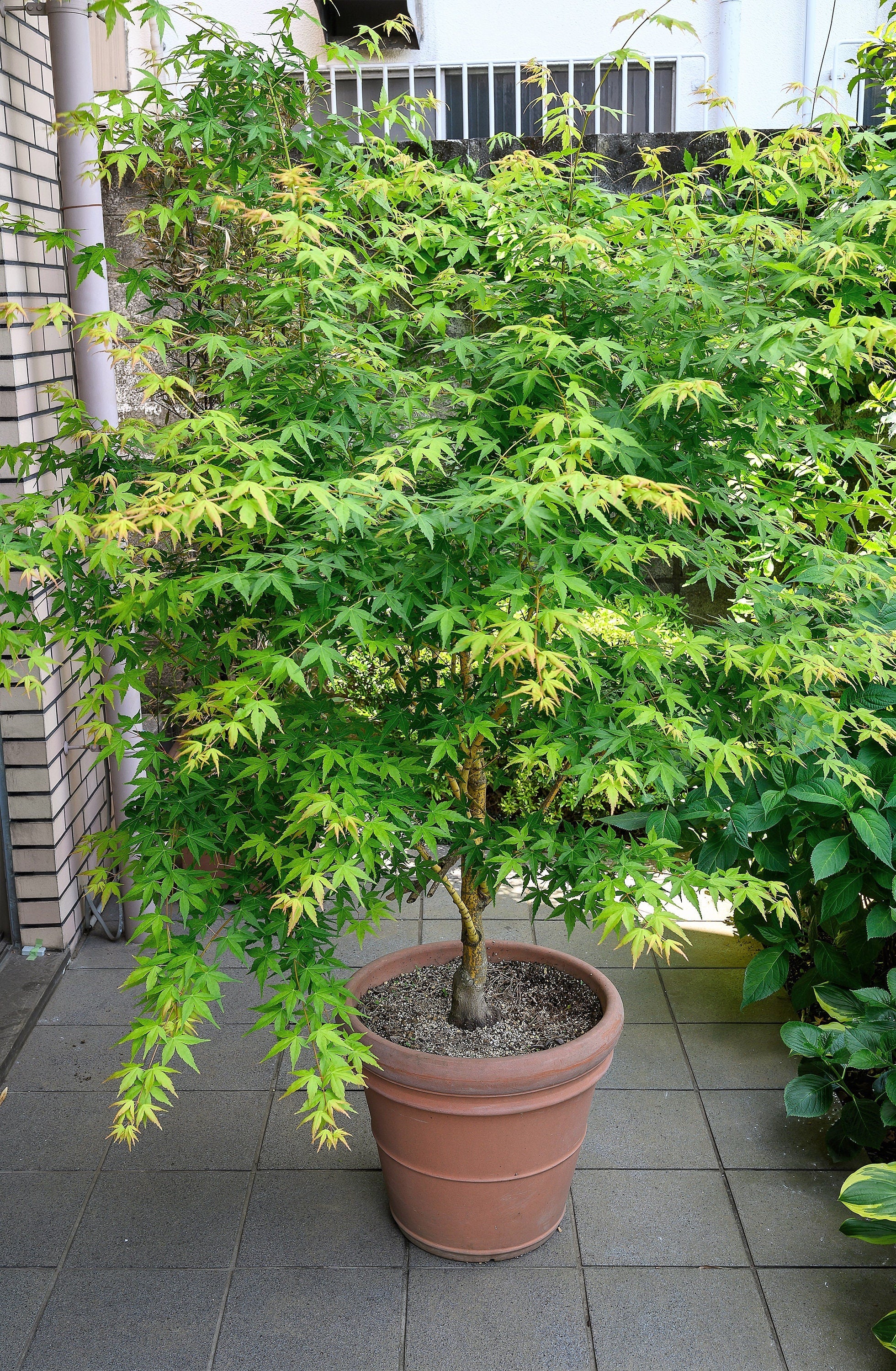 20 GREEN JAPANESE MAPLE Tree Ornamental Acer Palmatum Palmate Maple Yellow Fall Color Red Flower Seeds - Image 10