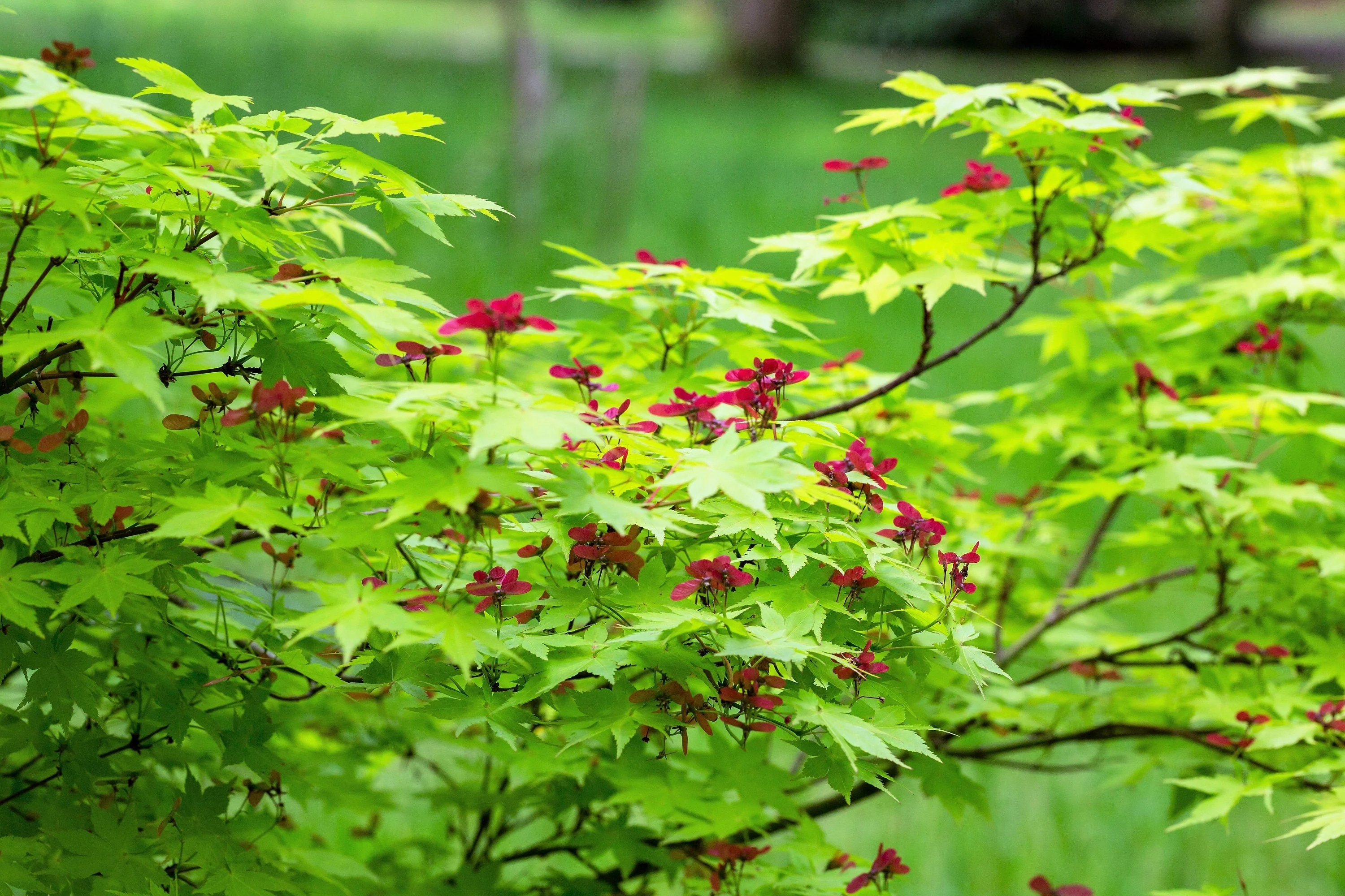 20 GREEN JAPANESE MAPLE Tree Ornamental Acer Palmatum Palmate Maple Yellow Fall Color Red Flower Seeds - Image 4