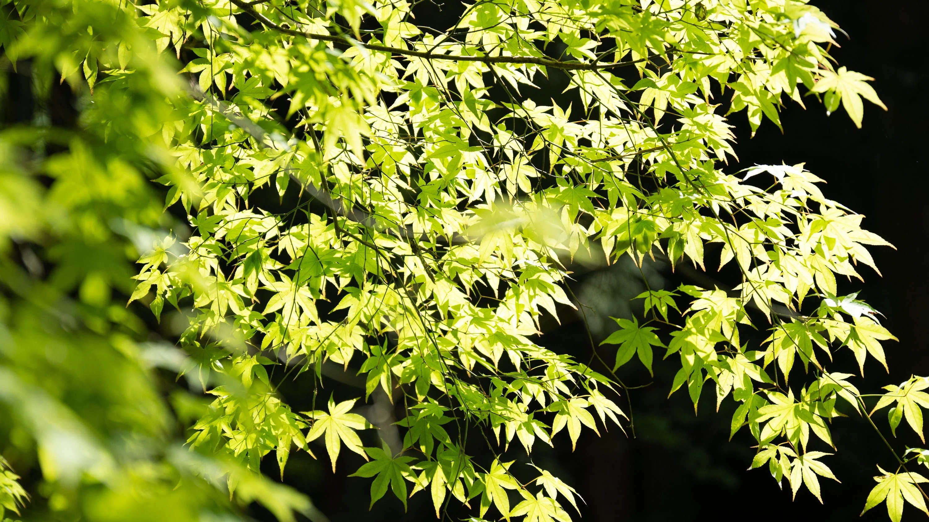 20 GREEN JAPANESE MAPLE Tree Ornamental Acer Palmatum Palmate Maple Yellow Fall Color Red Flower Seeds - Image 5
