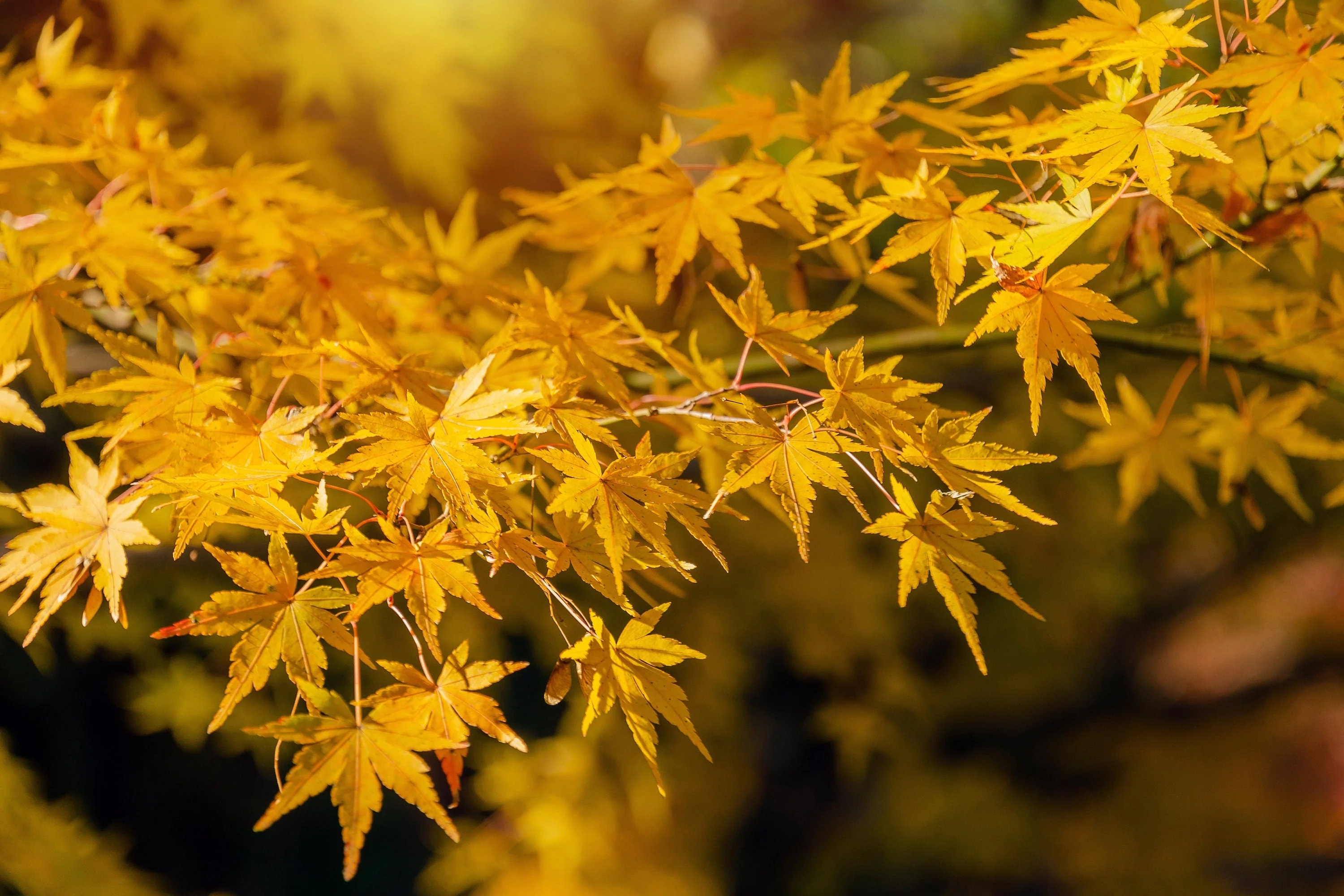 20 GREEN JAPANESE MAPLE Tree Ornamental Acer Palmatum Palmate Maple Yellow Fall Color Red Flower Seeds - Image 7