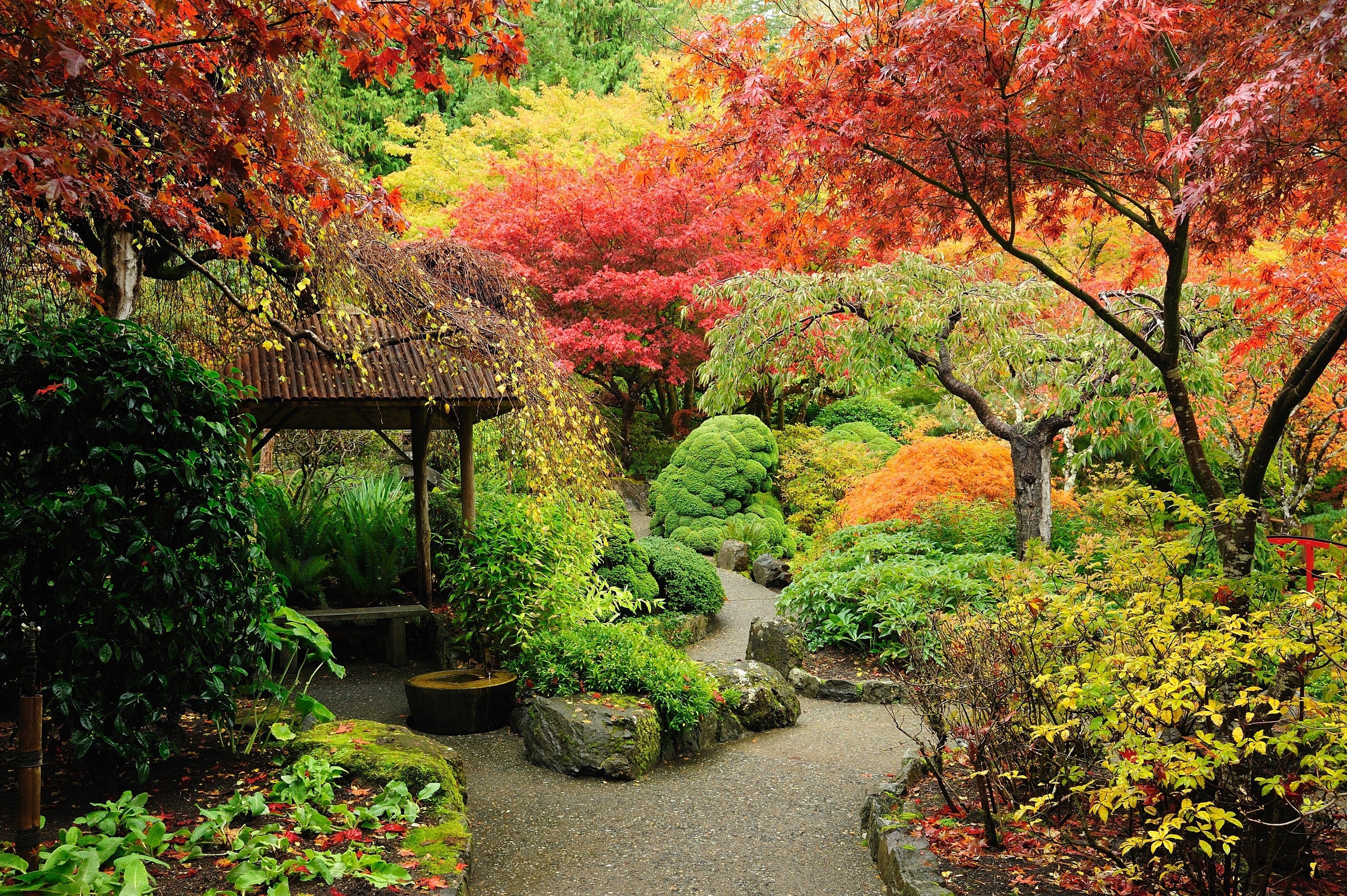 20 GREEN JAPANESE MAPLE Tree Ornamental Acer Palmatum Palmate Maple Yellow Fall Color Red Flower Seeds - Image 9