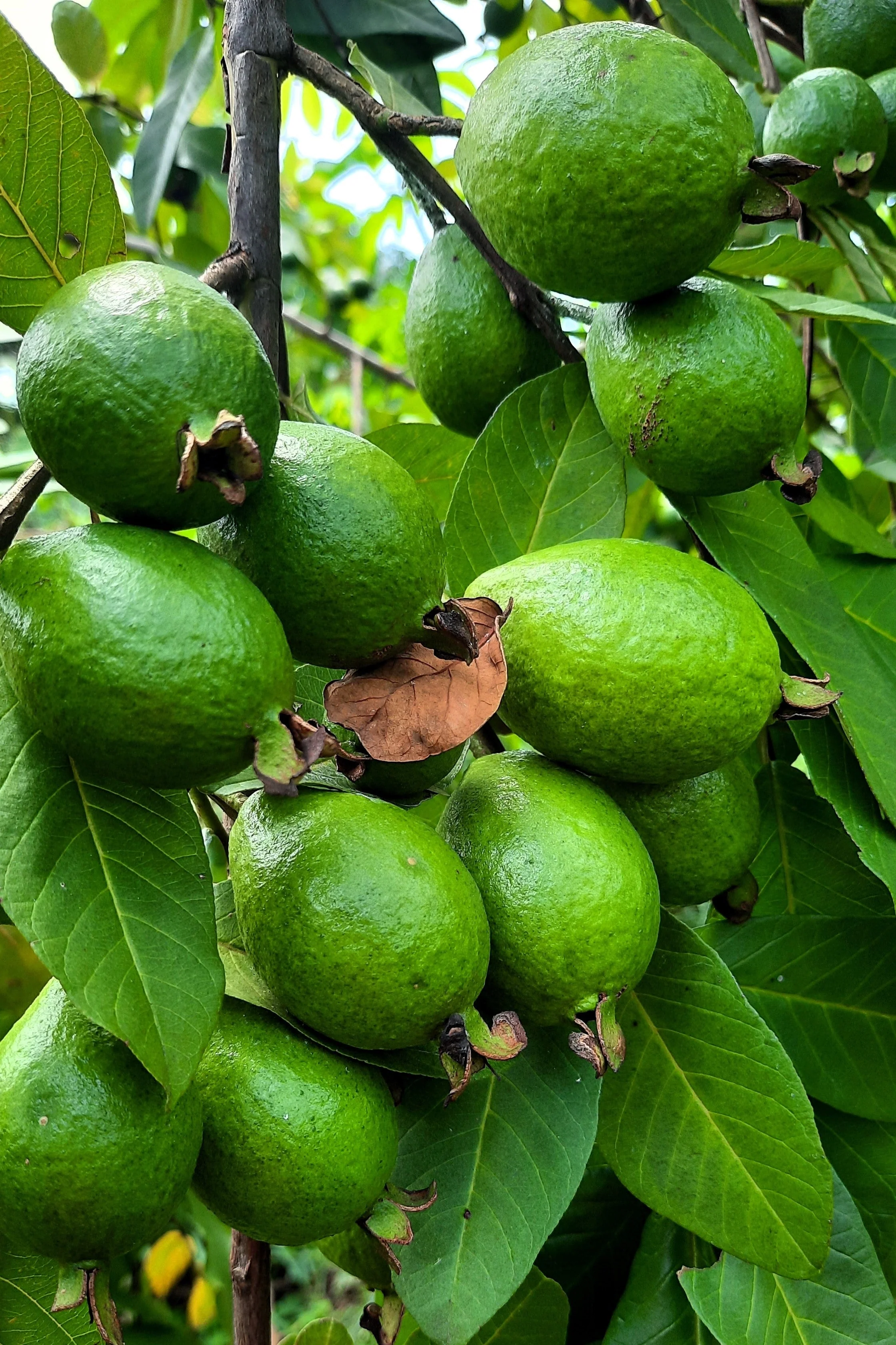 20 GUAVA FRUIT Tree Shrub Psidium Guajava White Flowers Fruit Seeds - Image 2