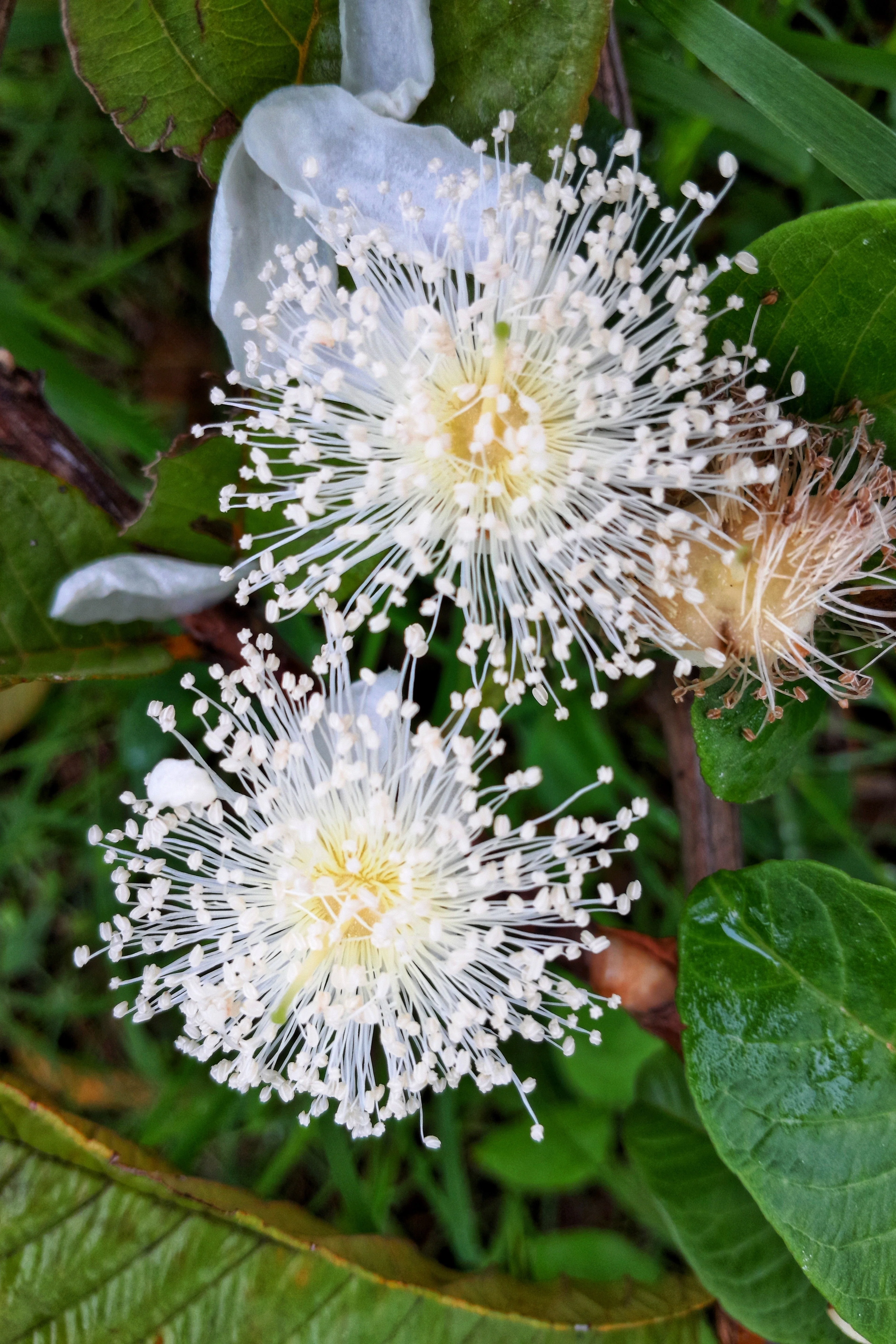20 GUAVA FRUIT Tree Shrub Psidium Guajava White Flowers Fruit Seeds - Image 3