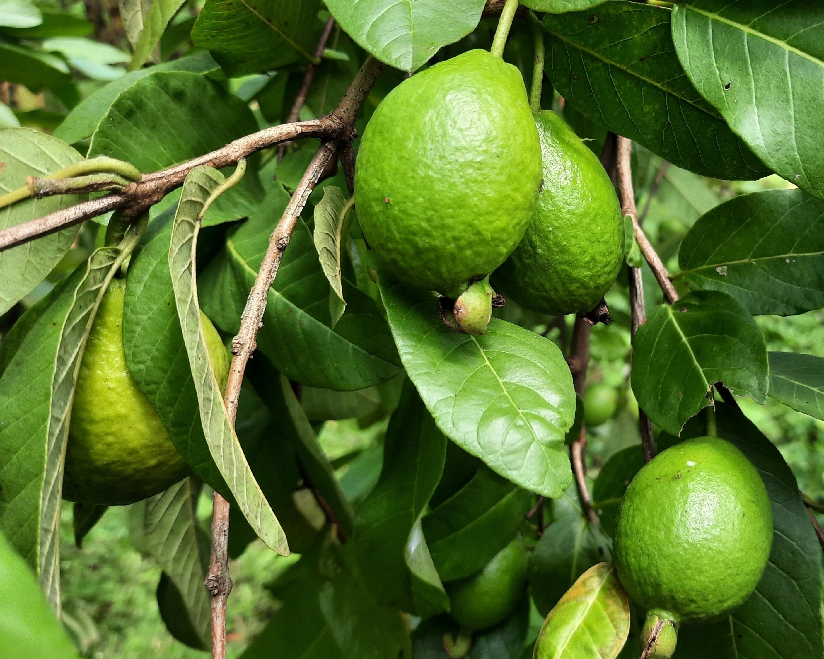 20 GUAVA FRUIT Tree Shrub Psidium Guajava White Flowers Fruit Seeds - Image 5