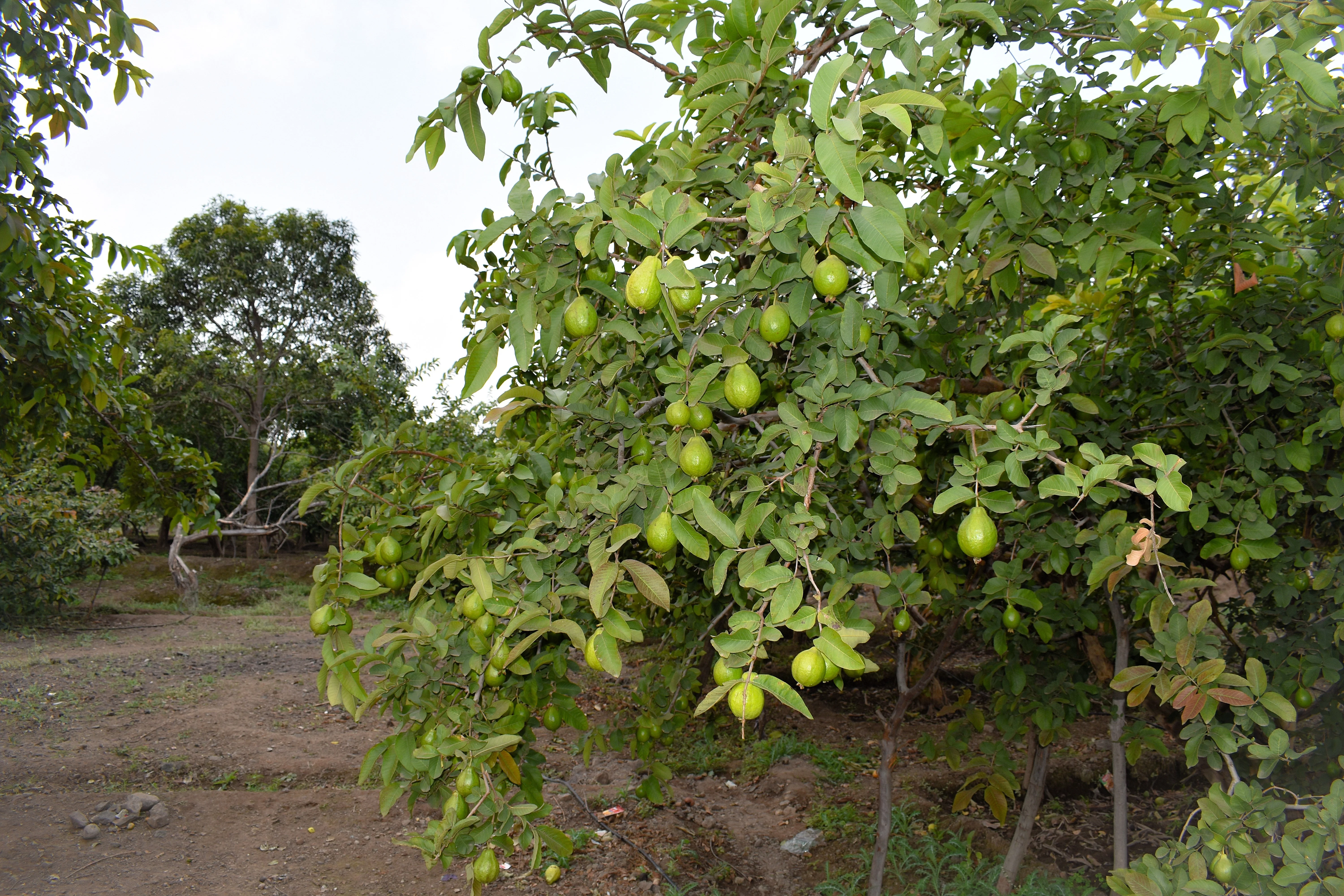 20 GUAVA FRUIT Tree Shrub Psidium Guajava White Flowers Fruit Seeds - Image 6
