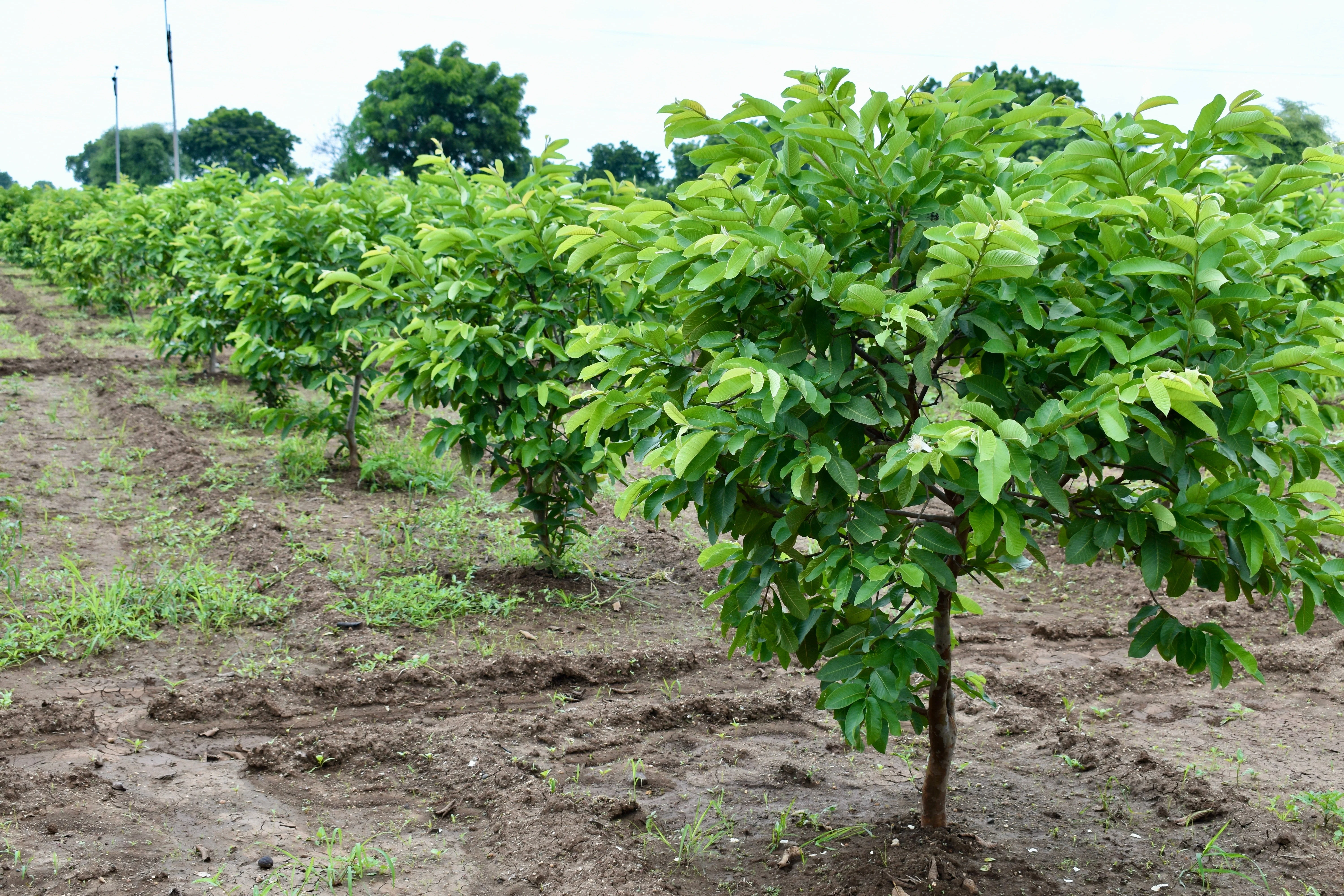 20 GUAVA FRUIT Tree Shrub Psidium Guajava White Flowers Fruit Seeds - Image 8