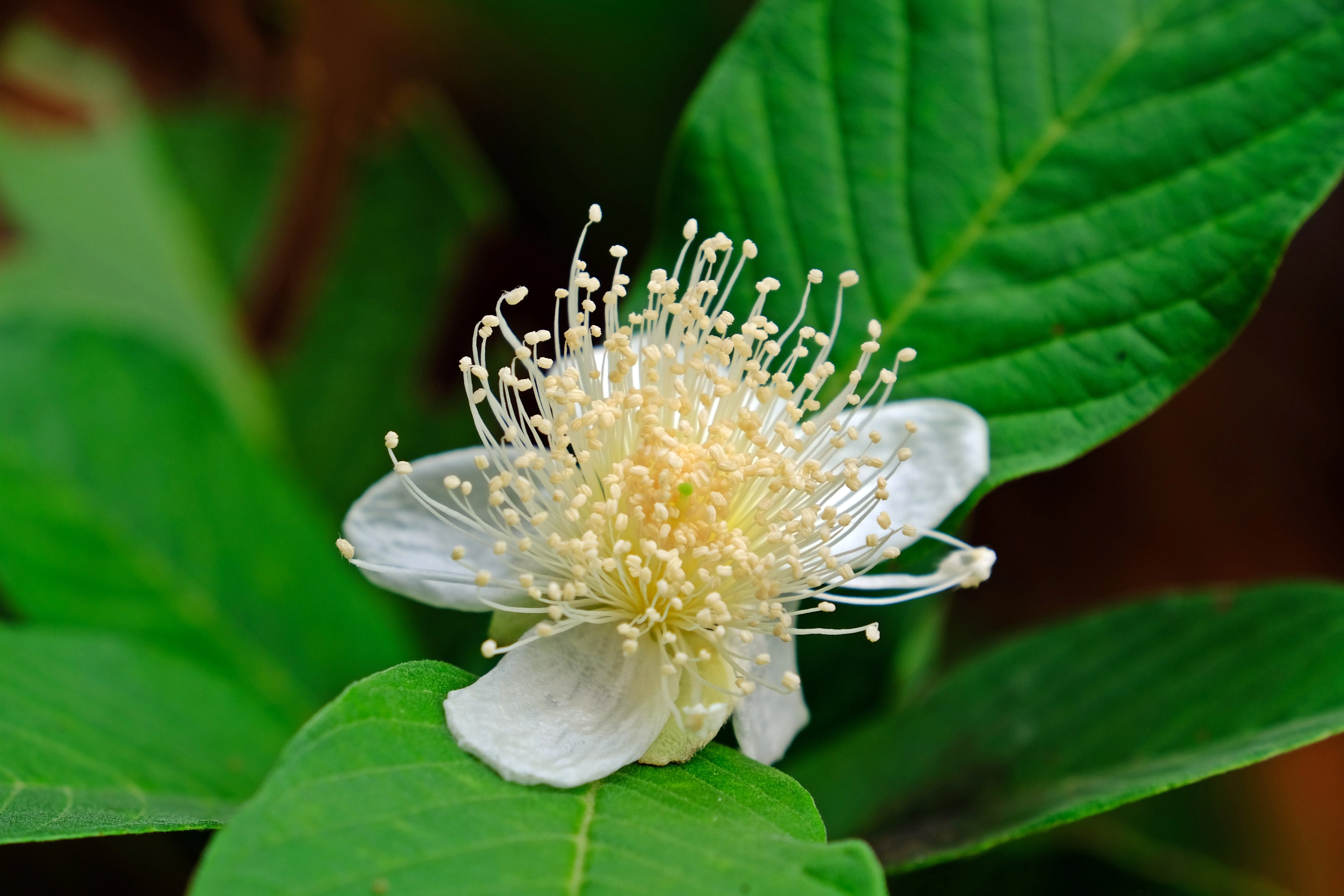 20 GUAVA FRUIT Tree Shrub Psidium Guajava White Flowers Fruit Seeds - Image 9